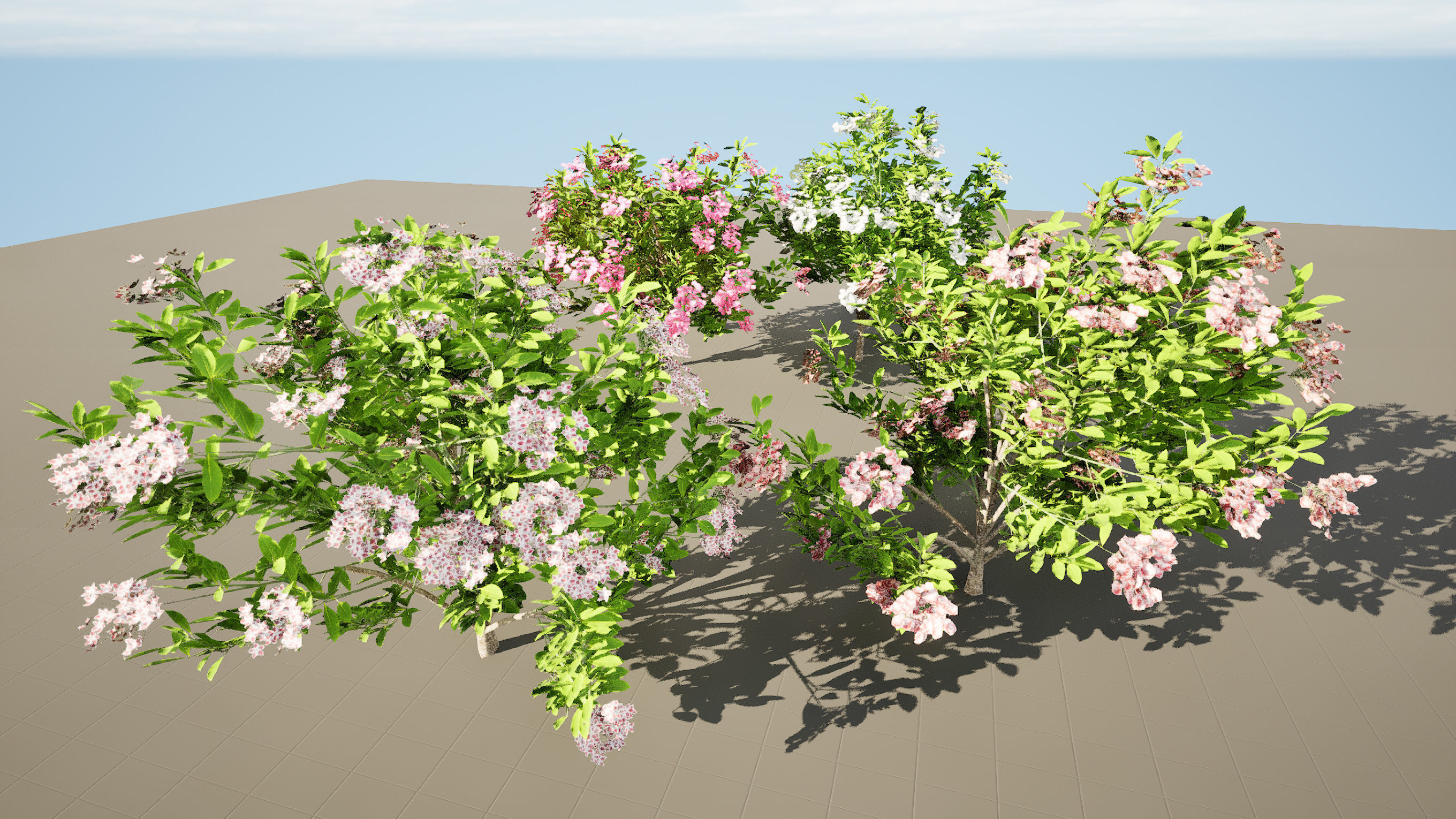 Kalmia Latifolia Flowering Bush Low-poly 3D model_12