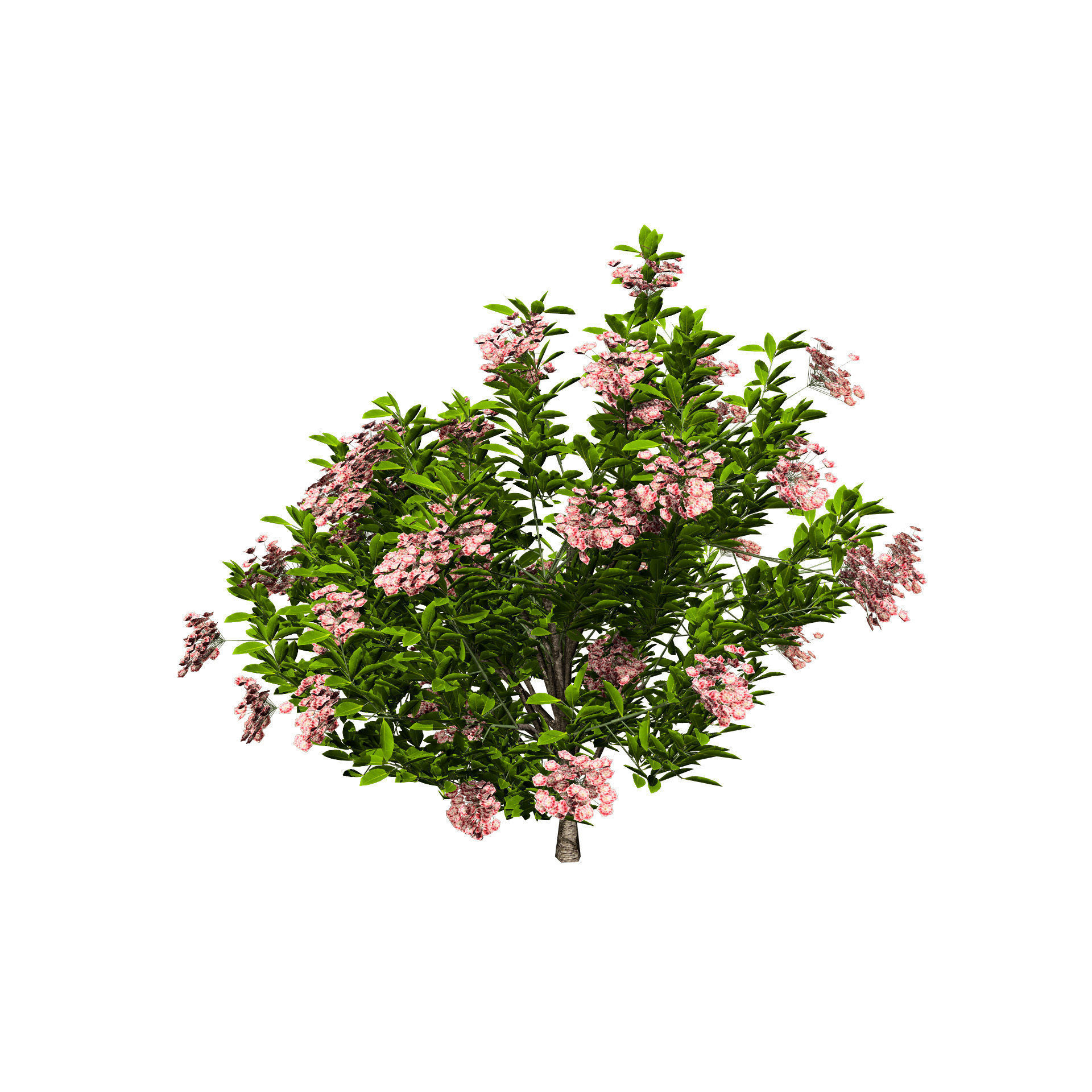 Kalmia Latifolia Flowering Bush Low-poly 3D model_7