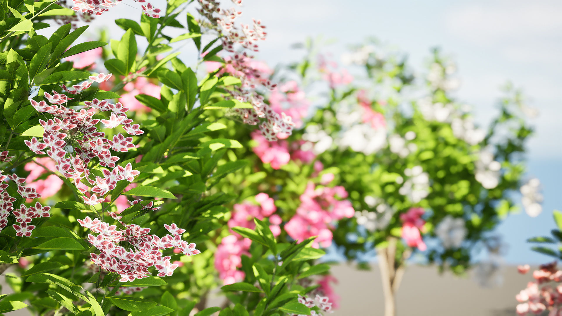 Kalmia Latifolia Flowering Bush Low-poly 3D model_2