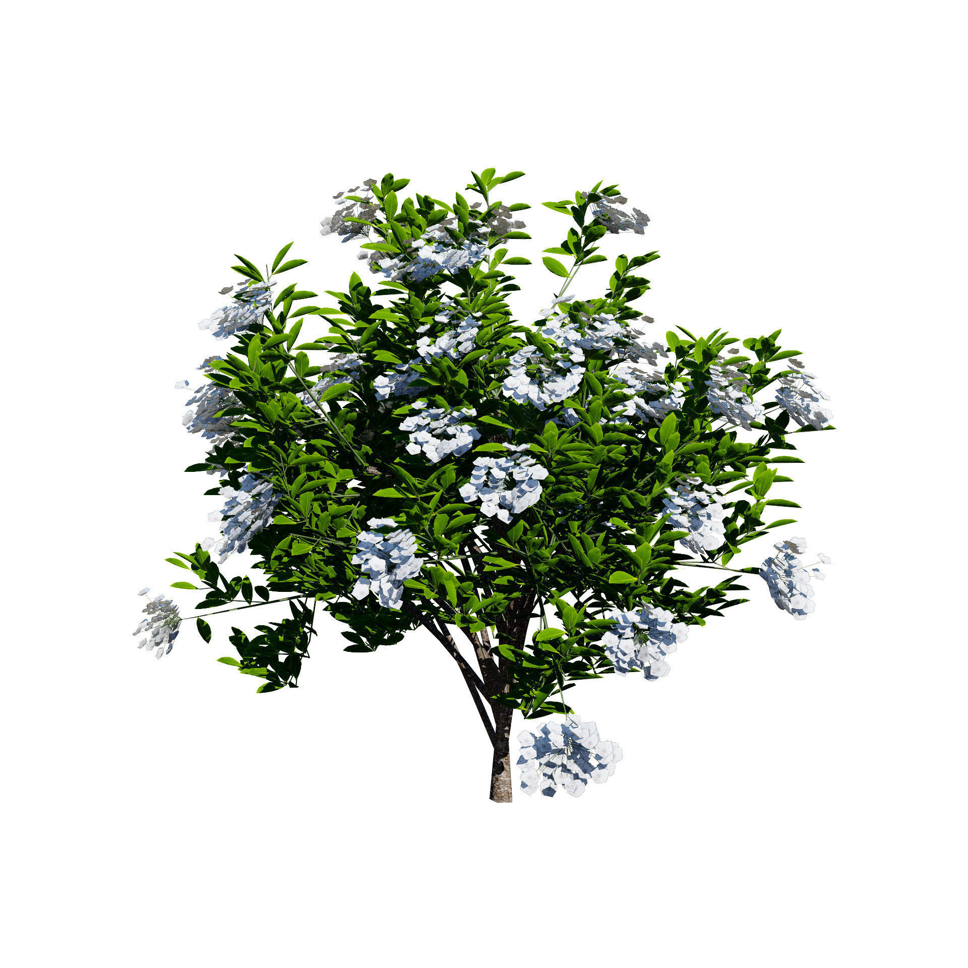 Kalmia Latifolia Flowering Bush Low-poly 3D model_9