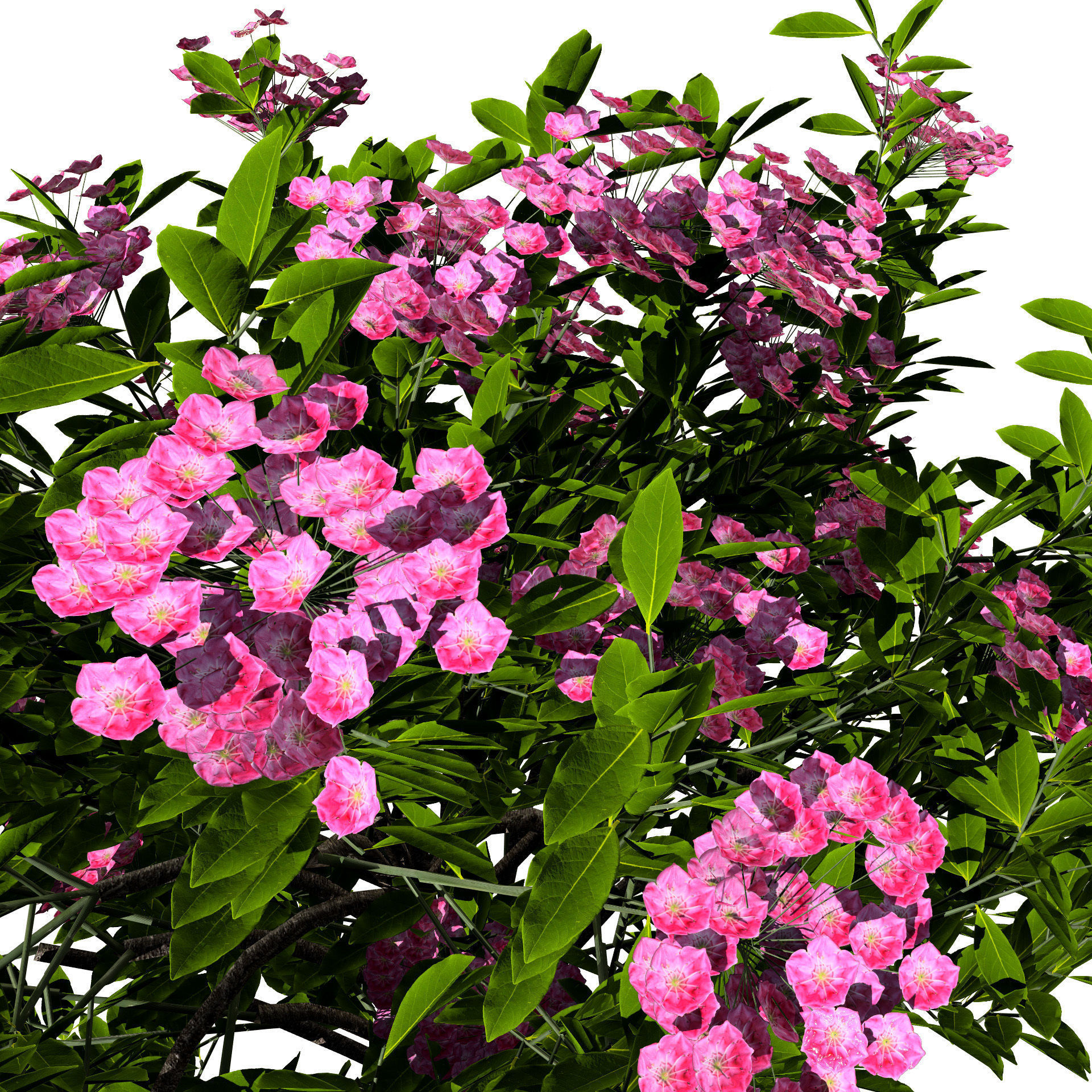 Kalmia Latifolia Flowering Bush Low-poly 3D model_5