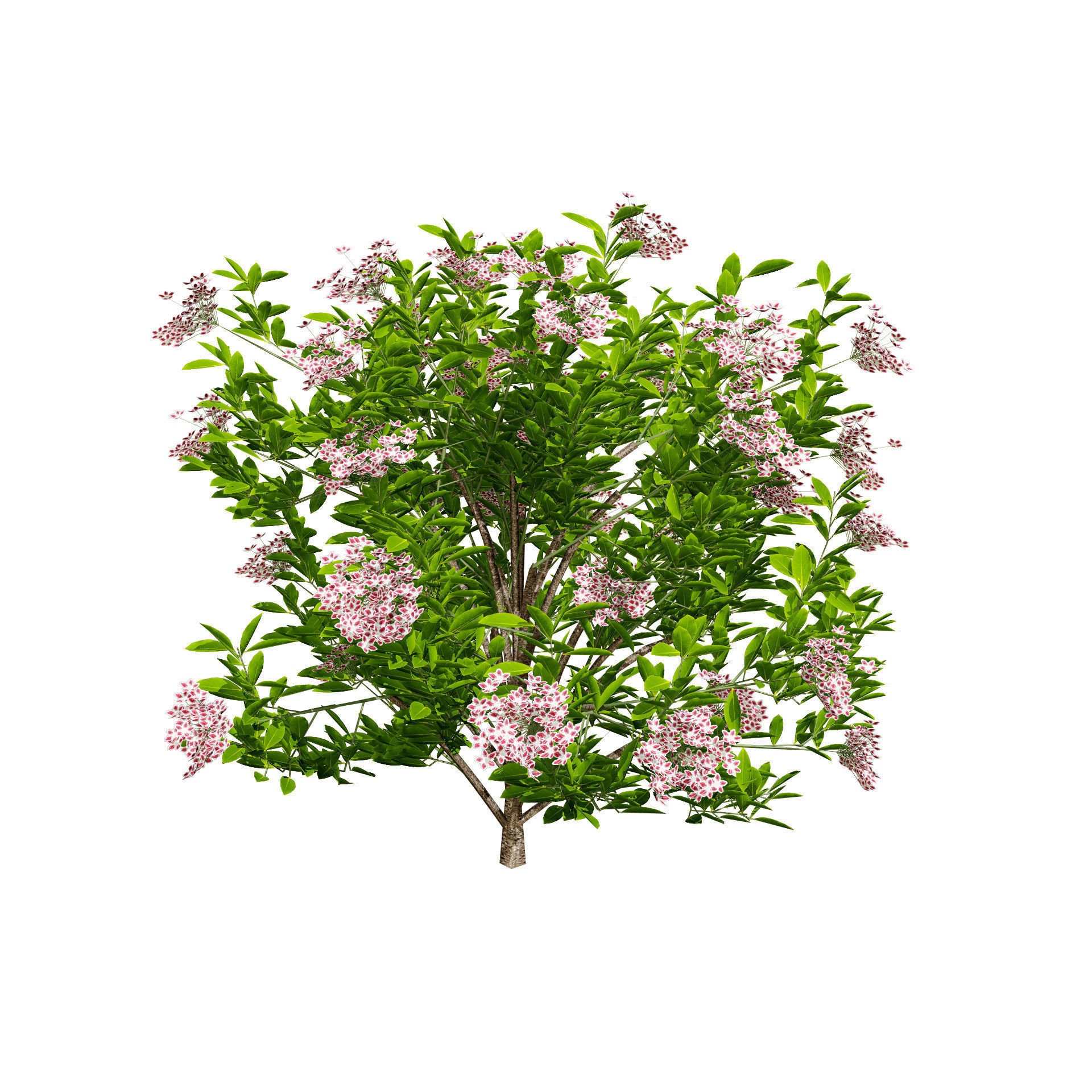 Kalmia Latifolia Flowering Bush Low-poly 3D model_10