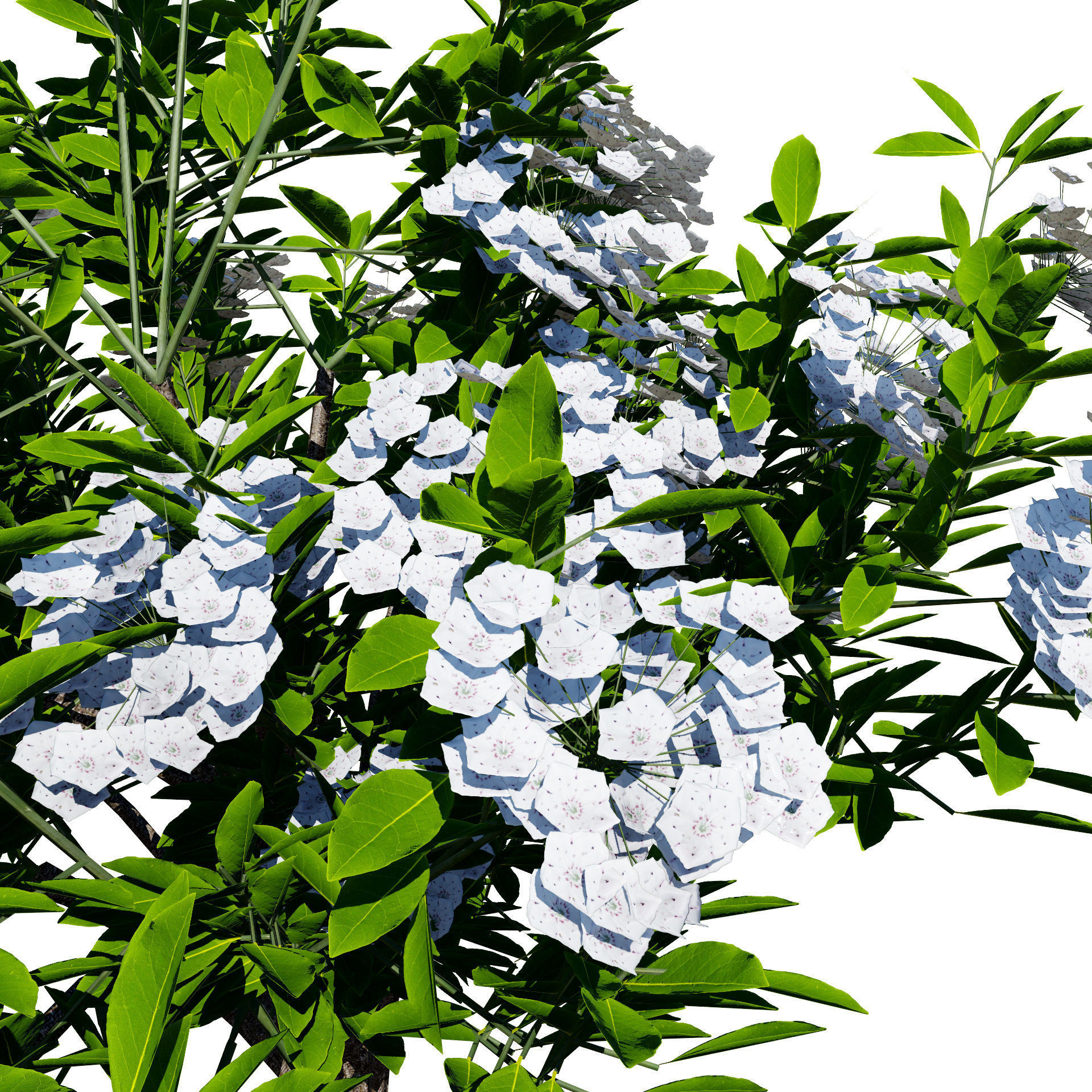Kalmia Latifolia Flowering Bush Low-poly 3D model_8
