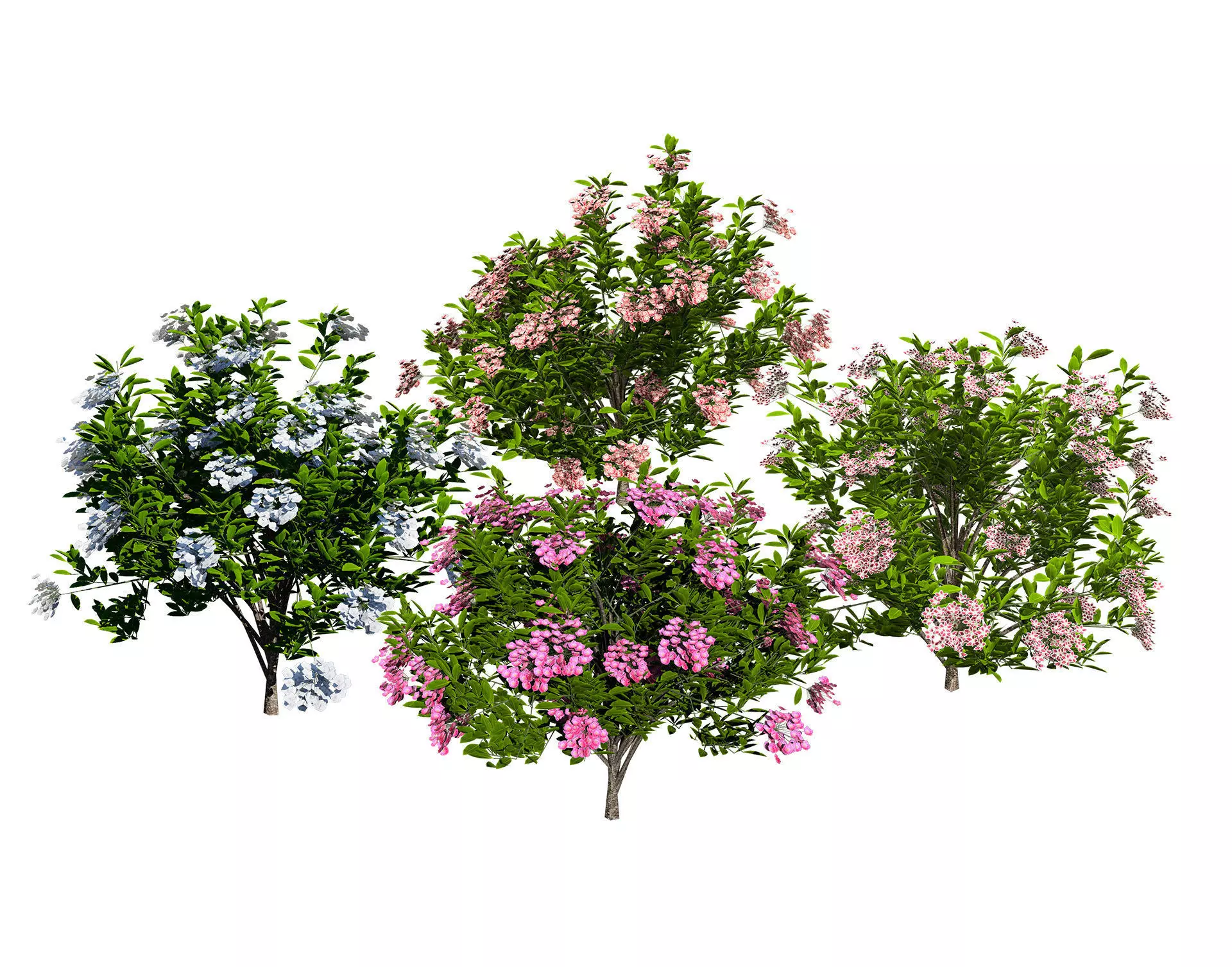 Kalmia Latifolia Flowering Bush Low-poly 3D model_0
