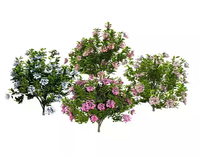 Kalmia Latifolia Flowering Bush Low-poly 3D model