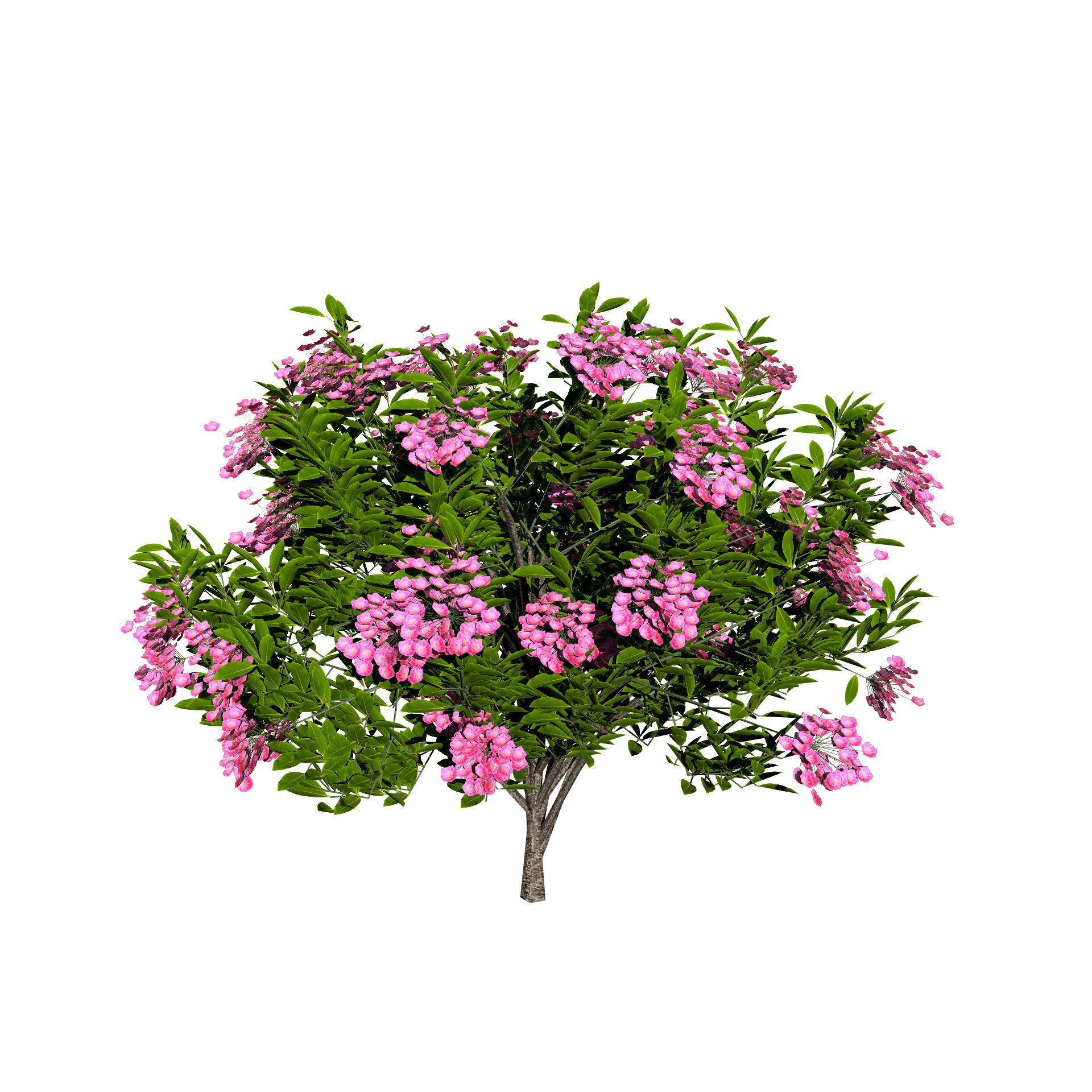 Kalmia Latifolia Flowering Bush Low-poly 3D model_4