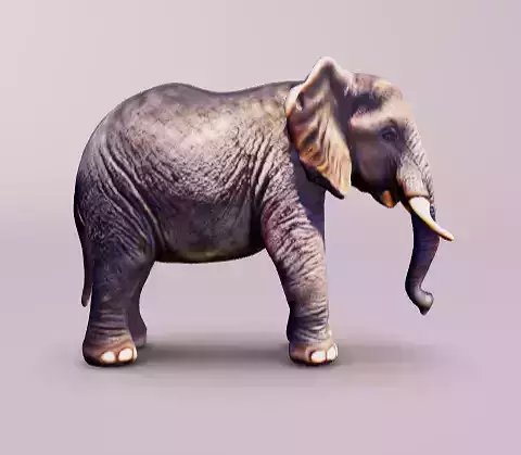 Elephant adult baby