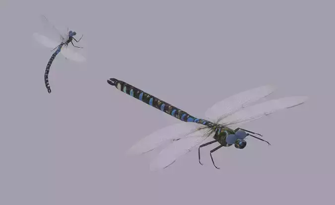 Dragonfly 3D model