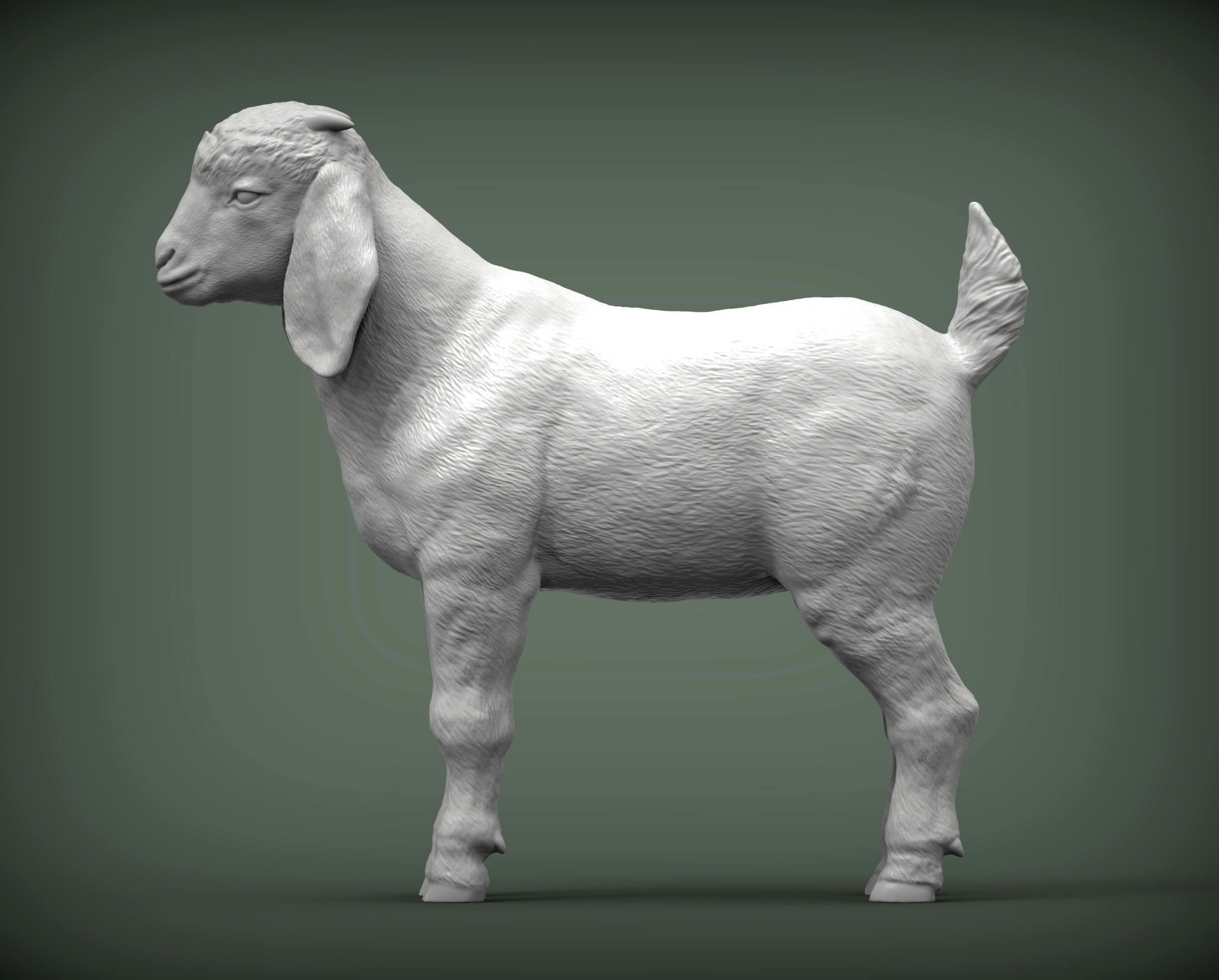 Baby Boer goat 3D print model_5