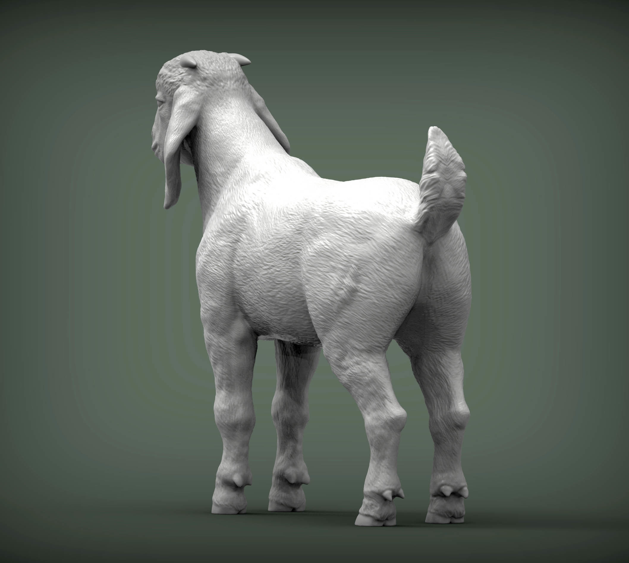Baby Boer goat 3D print model_2