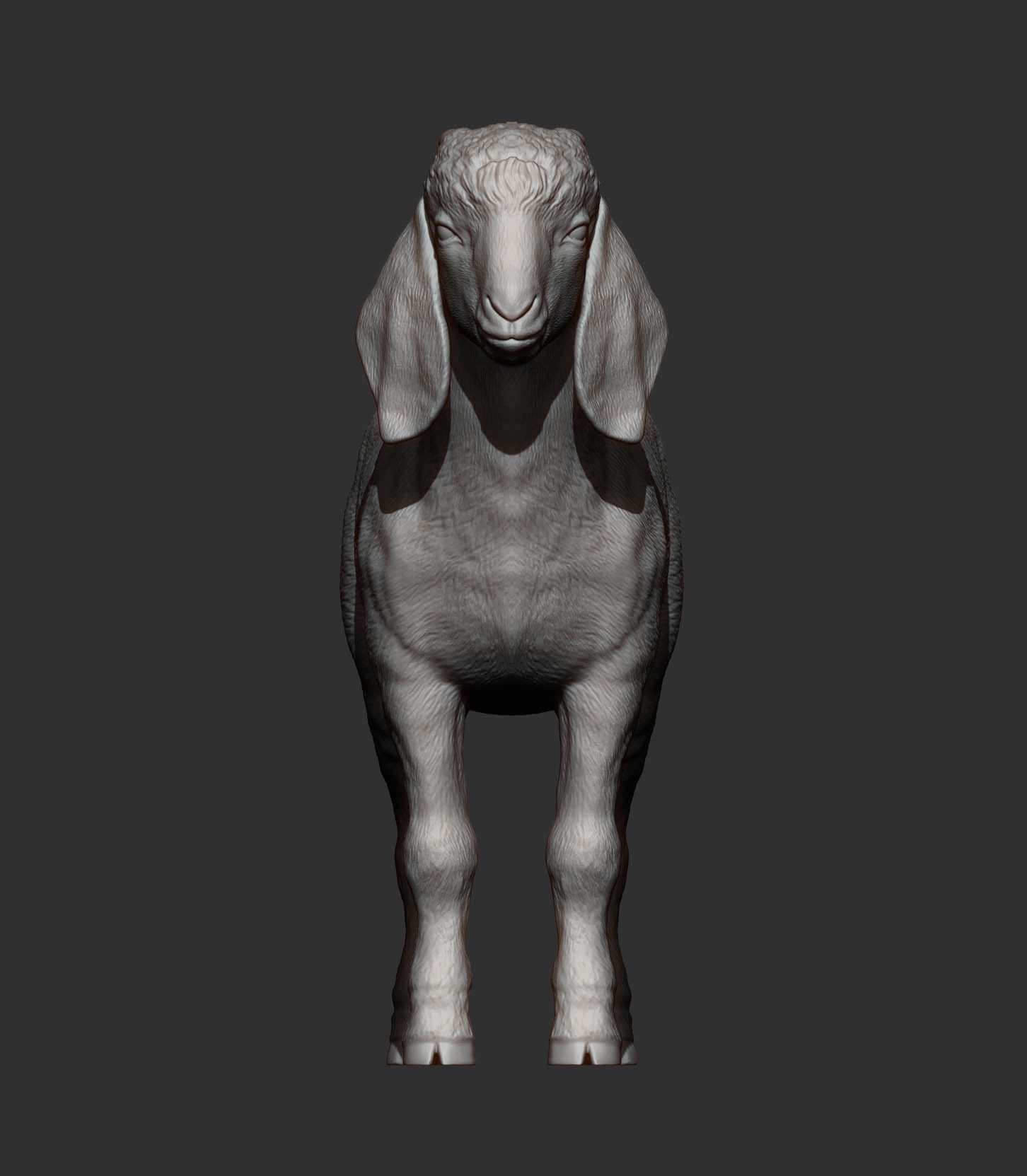 Baby Boer goat 3D print model_9