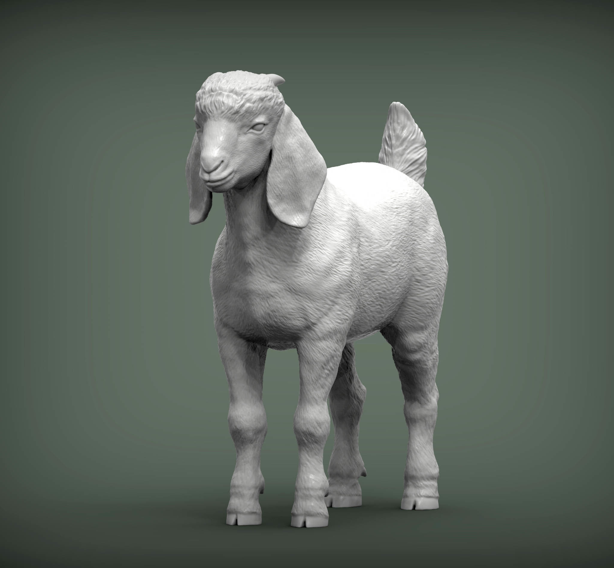 Baby Boer goat 3D print model_3