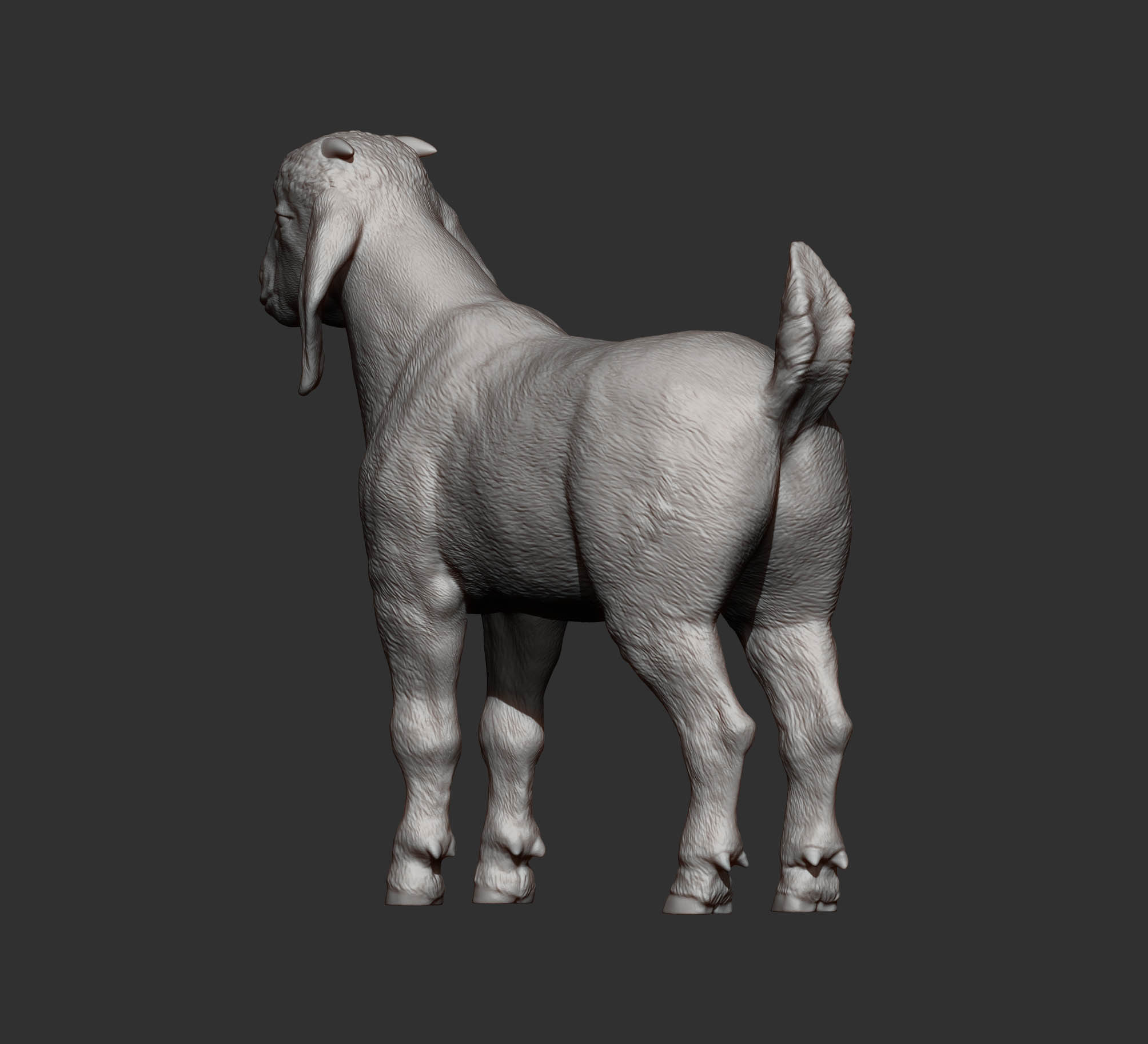 Baby Boer goat 3D print model_8