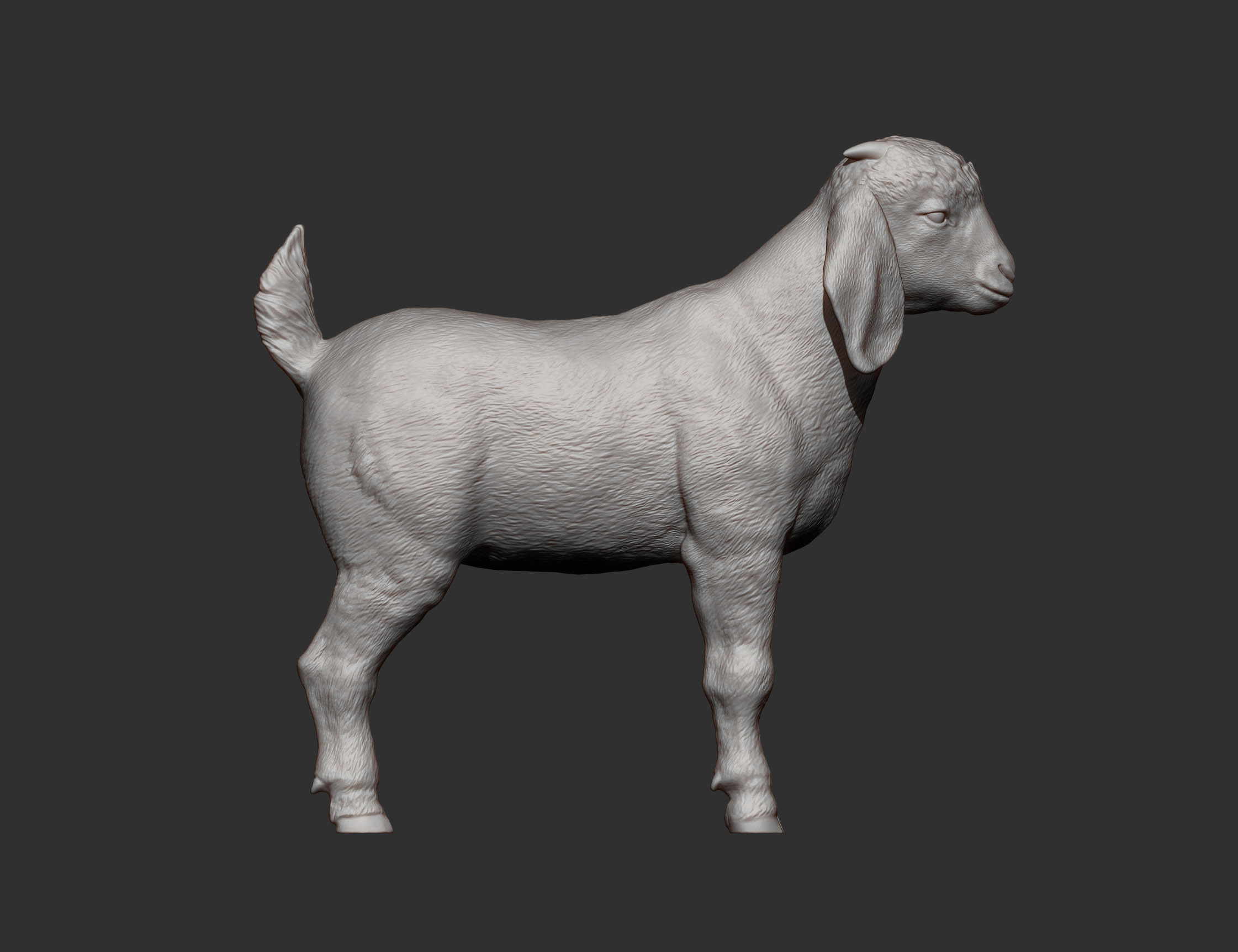 Baby Boer goat 3D print model_7