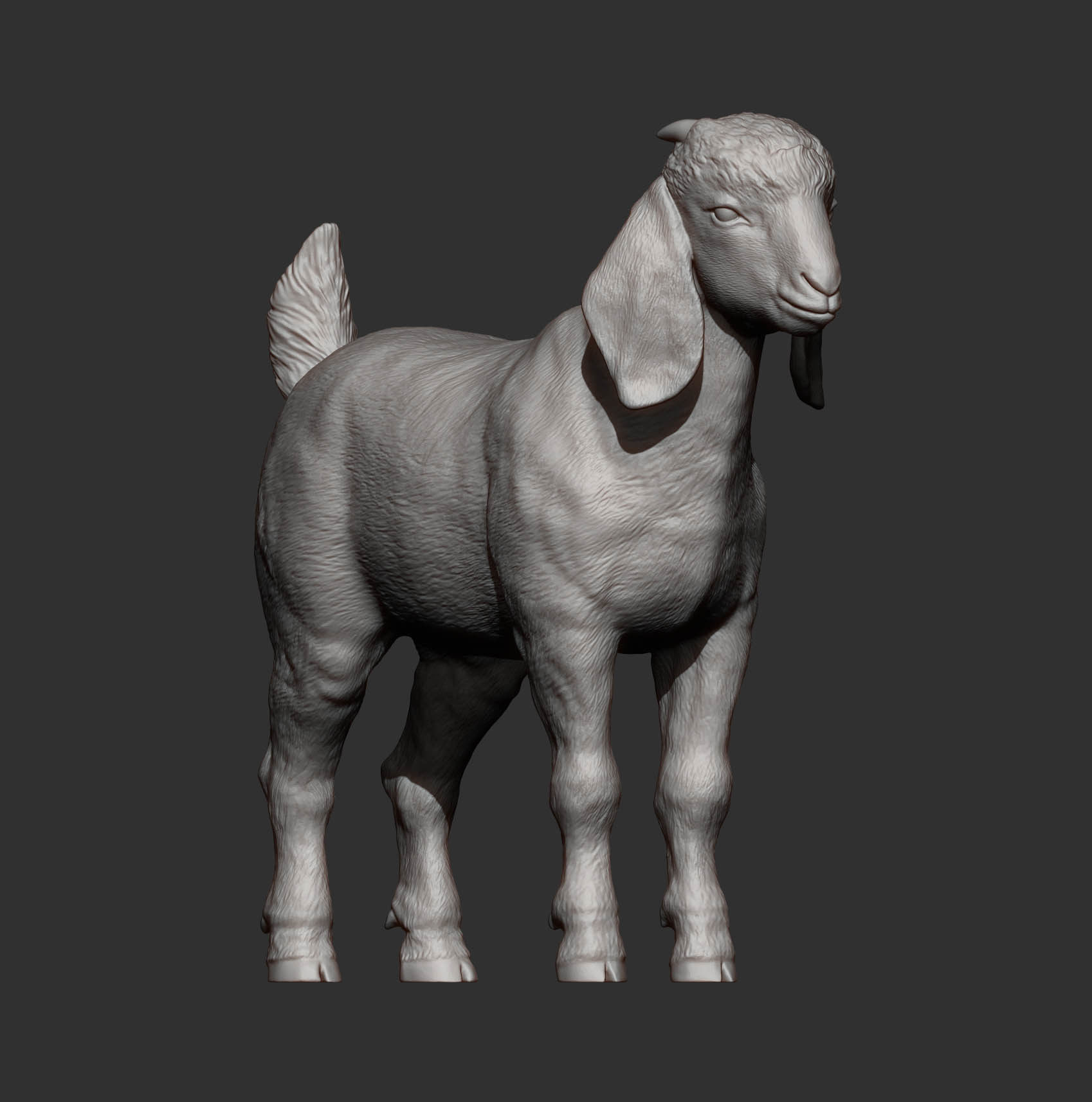 Baby Boer goat 3D print model_6