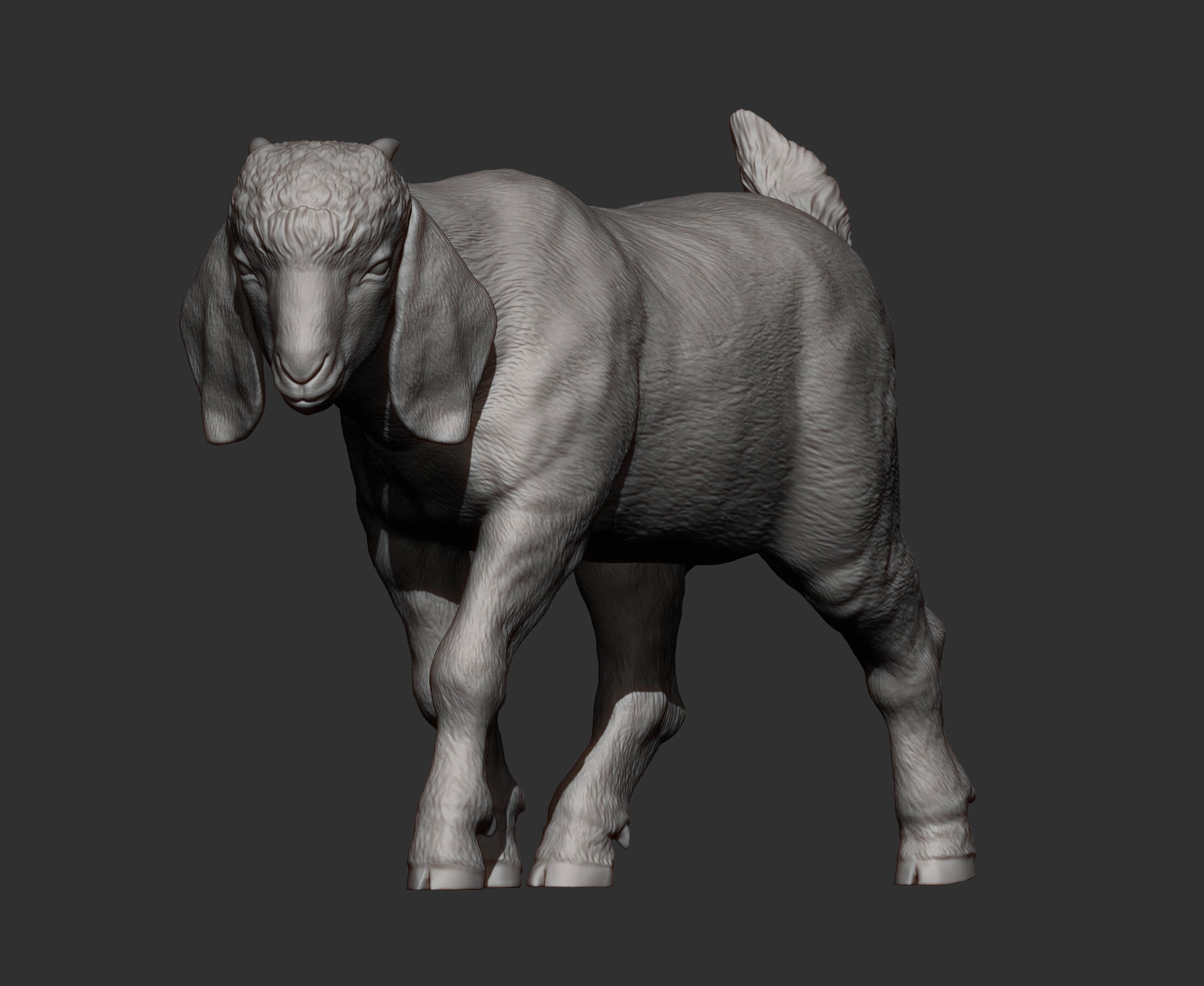 Boer goat baby walks 3D print model_6