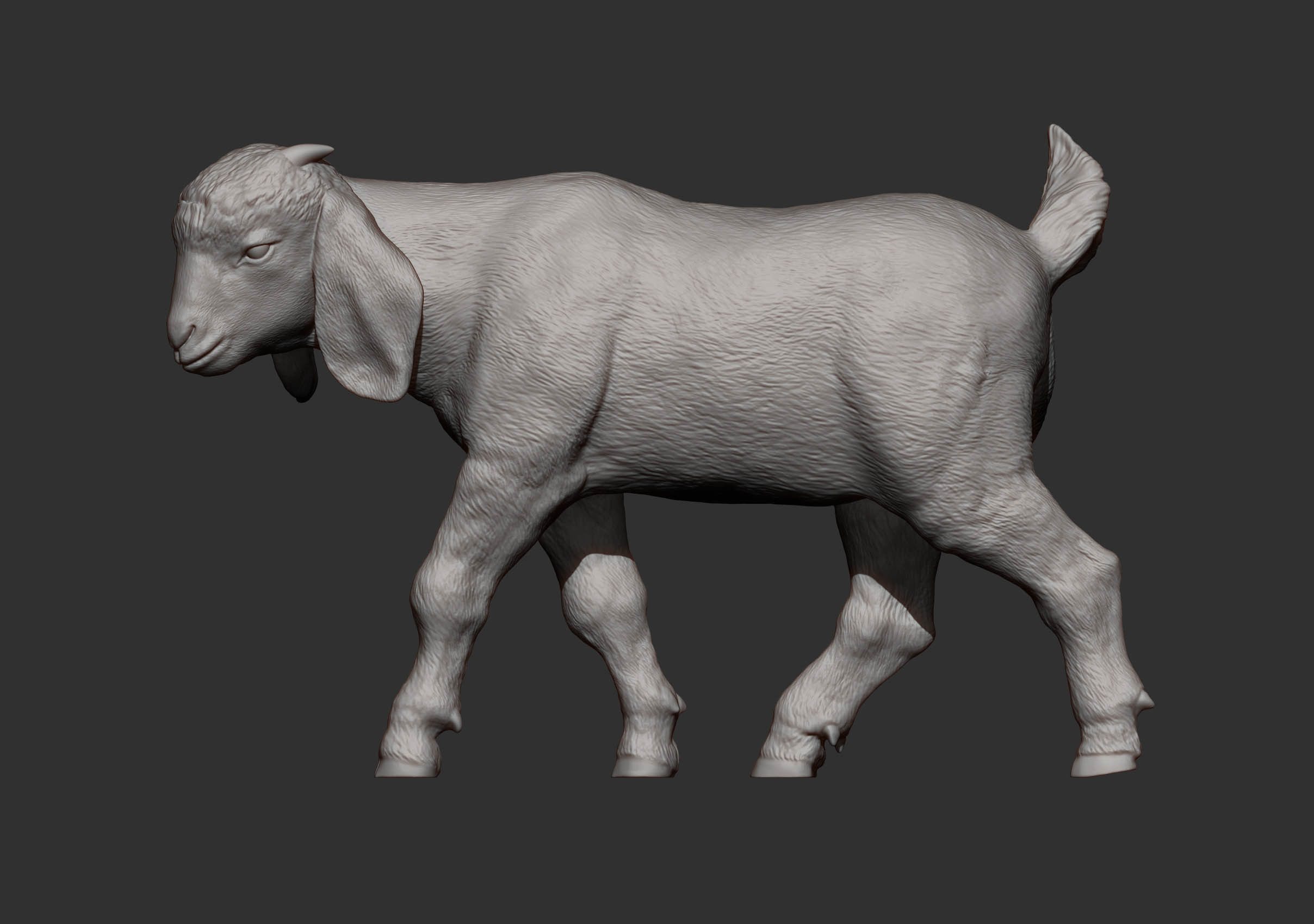 Boer goat baby walks 3D print model_12