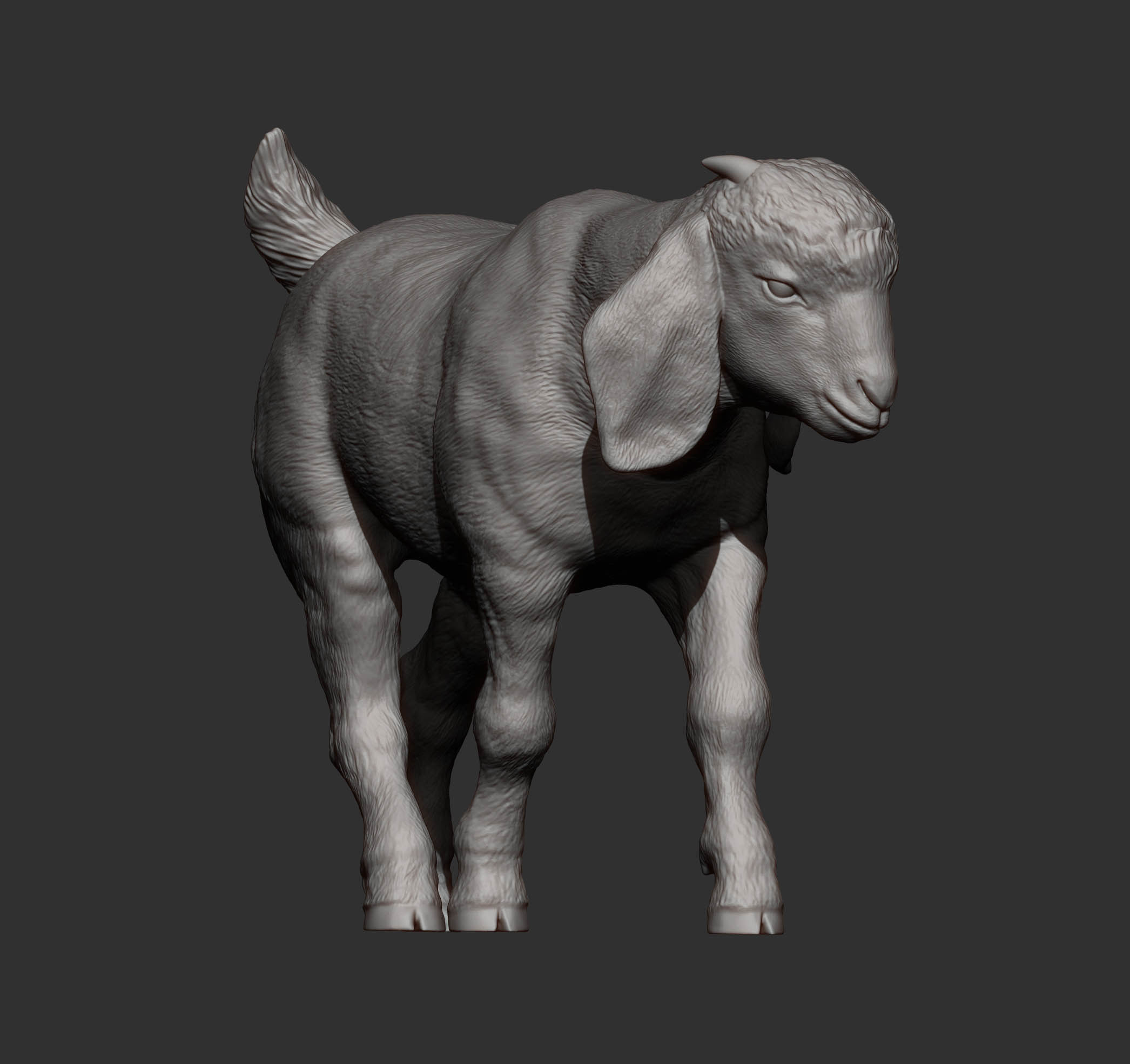 Boer goat baby walks 3D print model_11