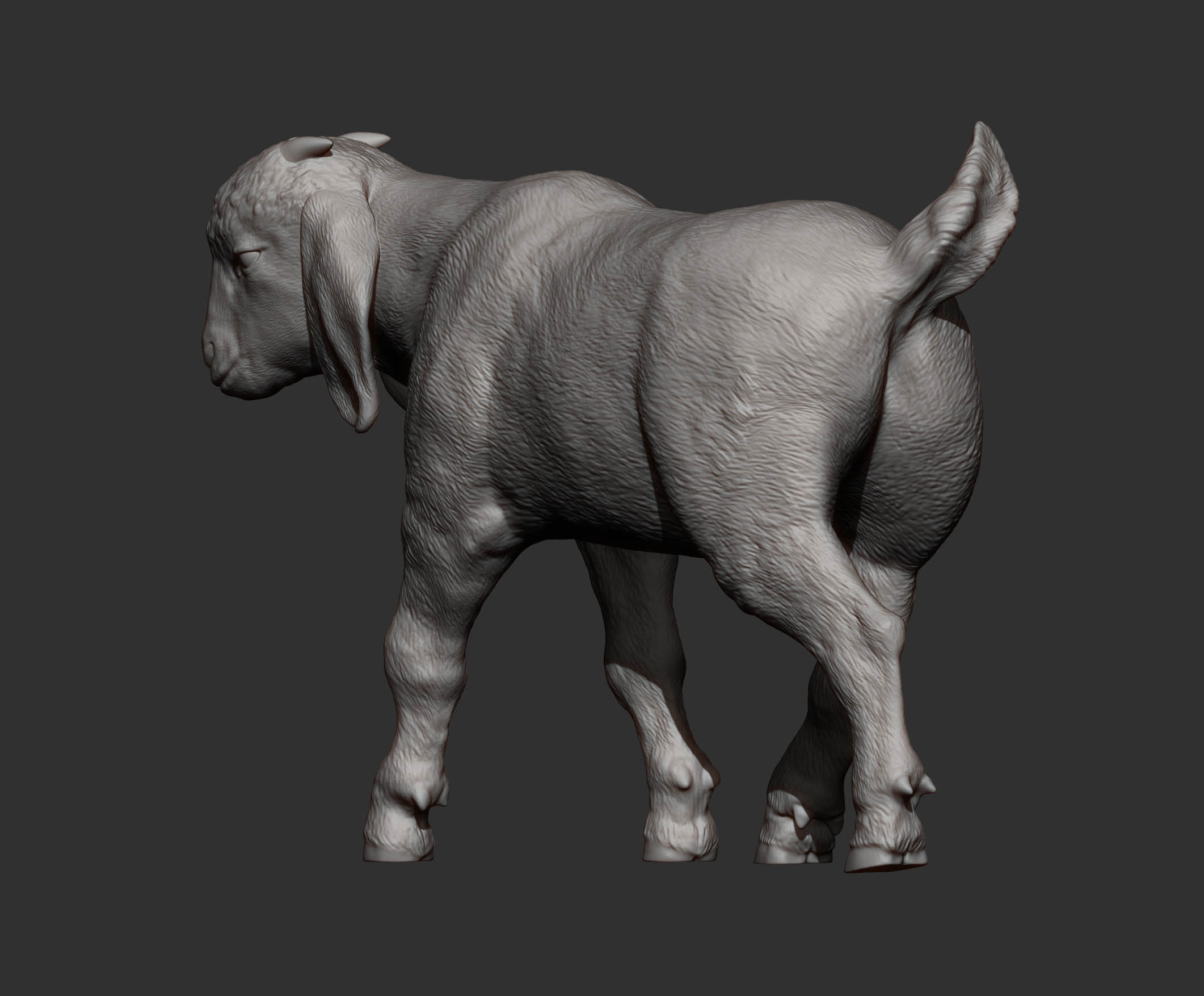 Boer goat baby walks 3D print model_7