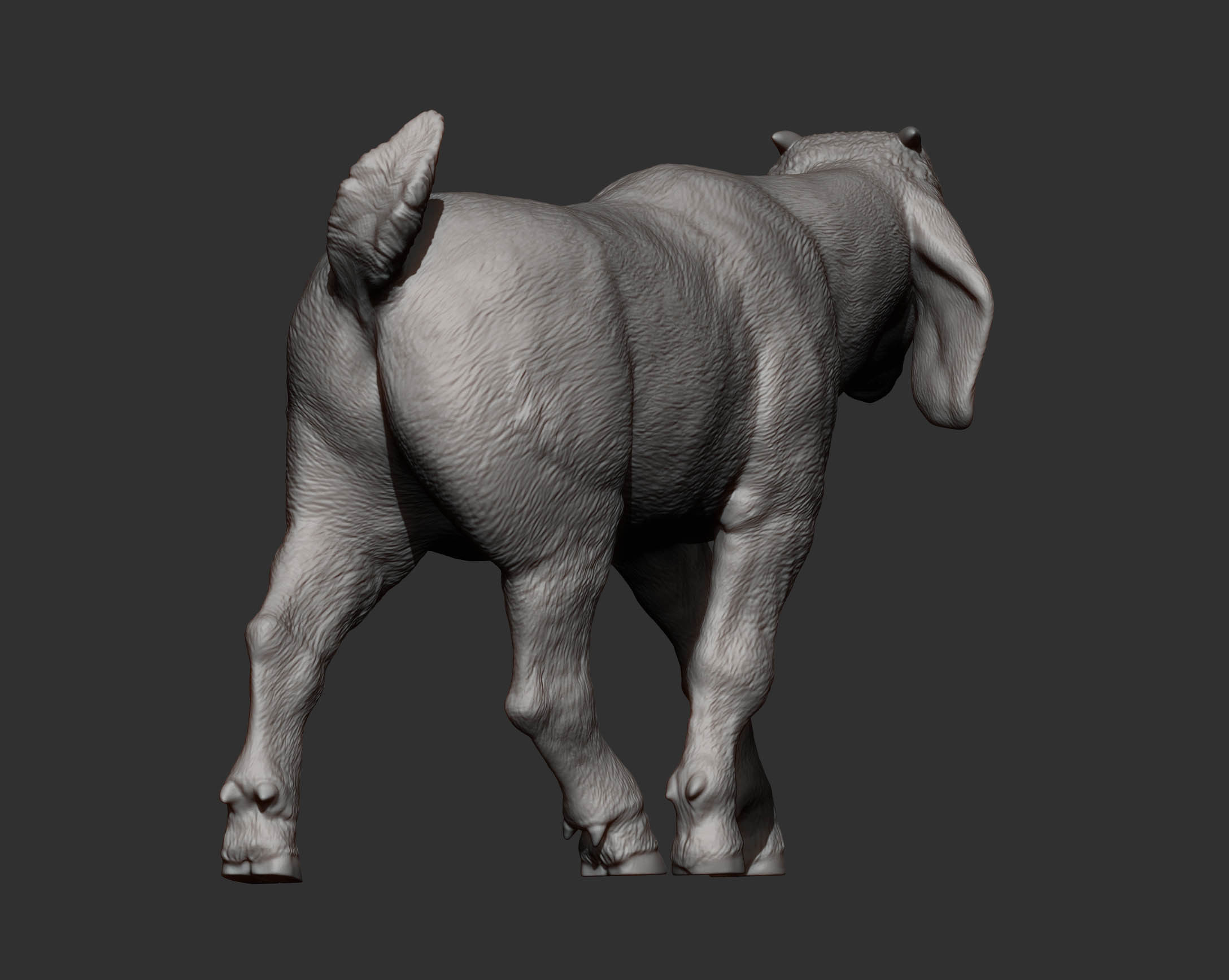 Boer goat baby walks 3D print model_8