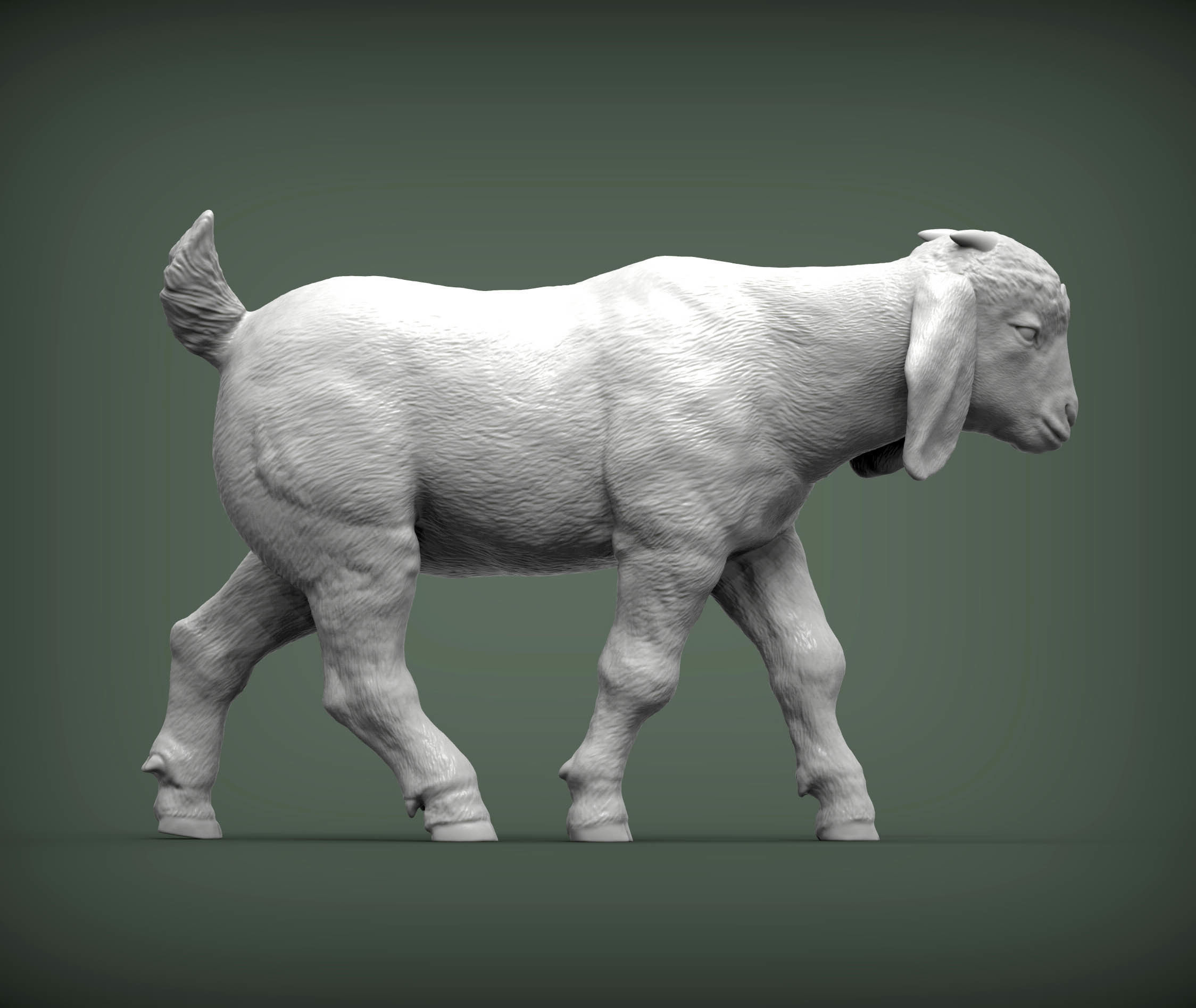 Boer goat baby walks 3D print model_3