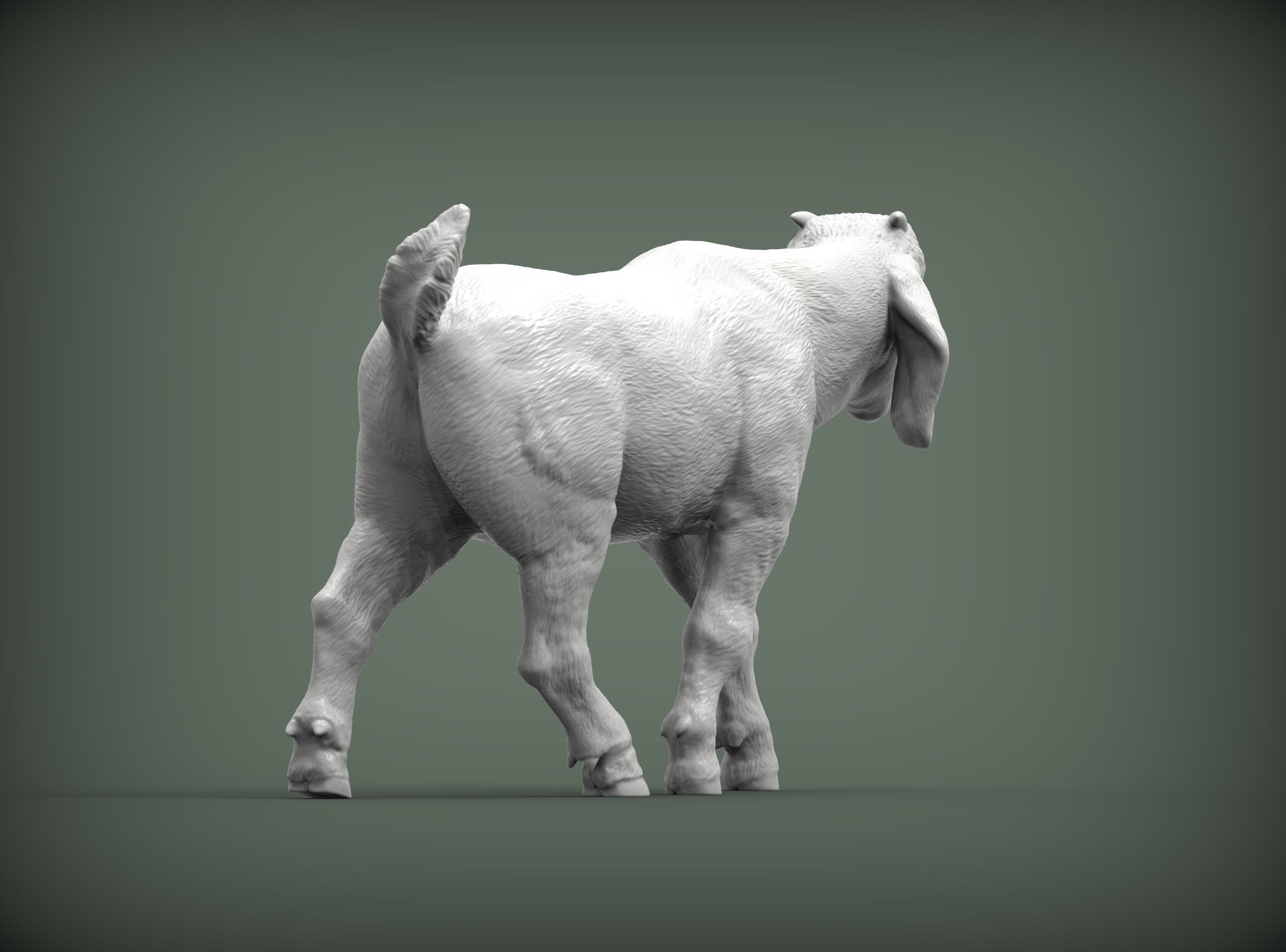 Boer goat baby walks 3D print model_5