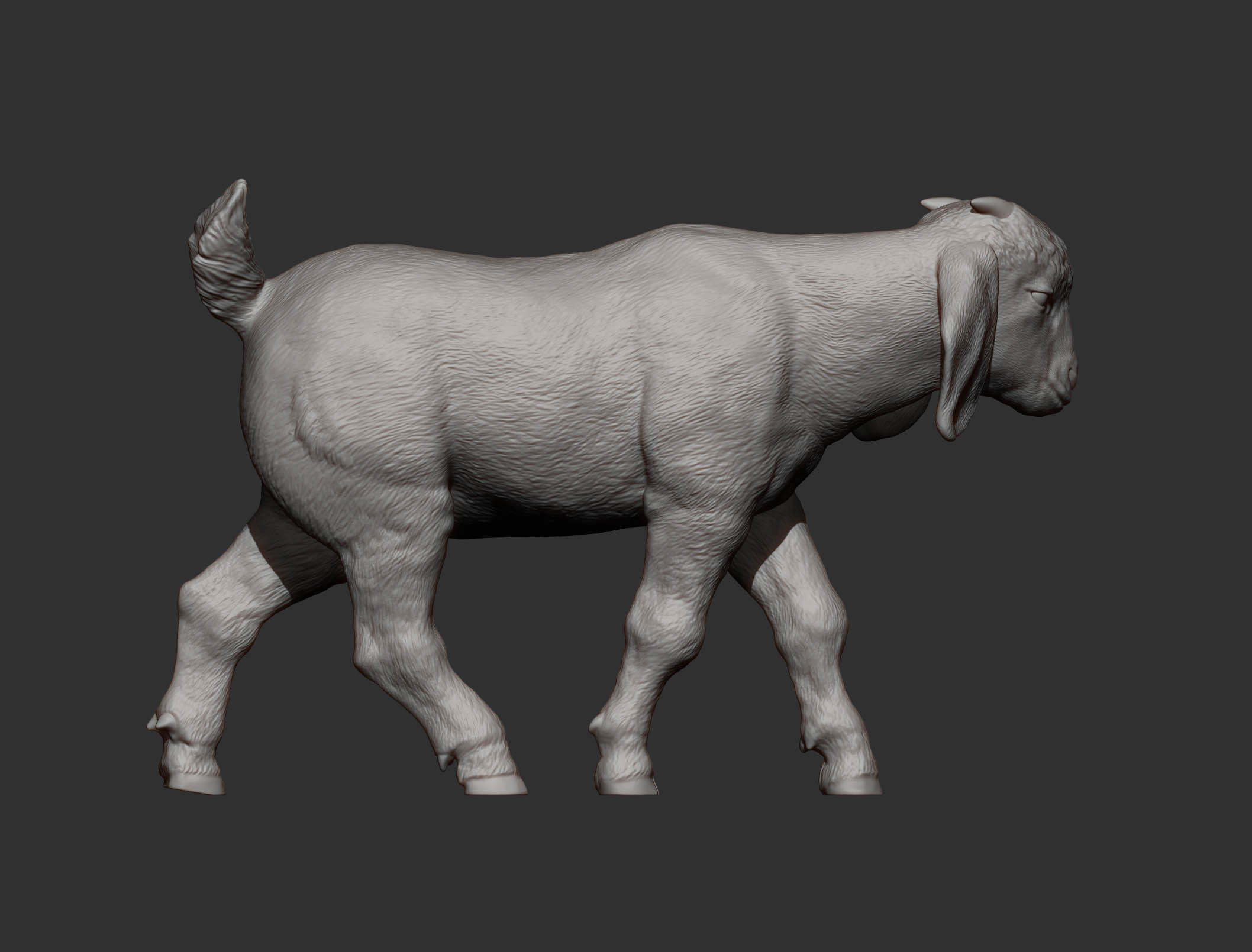Boer goat baby walks 3D print model_10