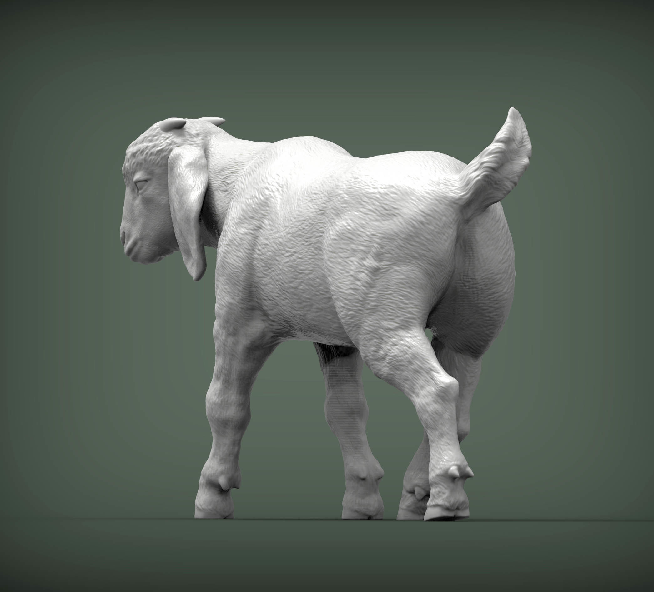Boer goat baby walks 3D print model_2