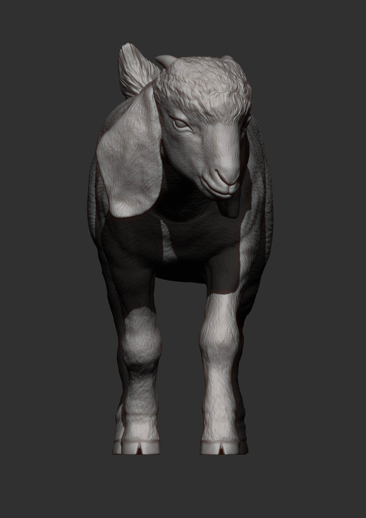 Boer goat baby walks 3D print model_9