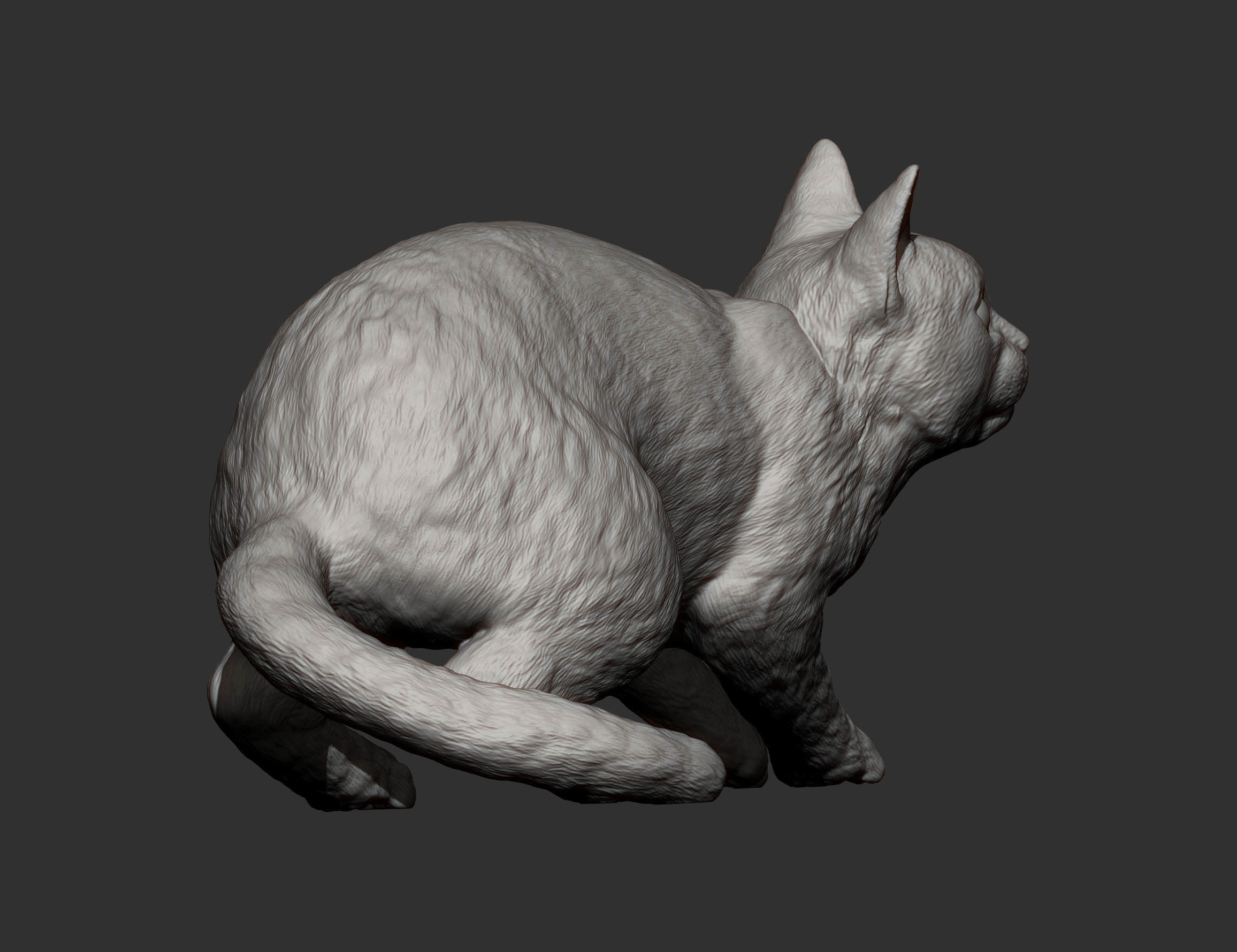 cat before the jump 3D print model_15