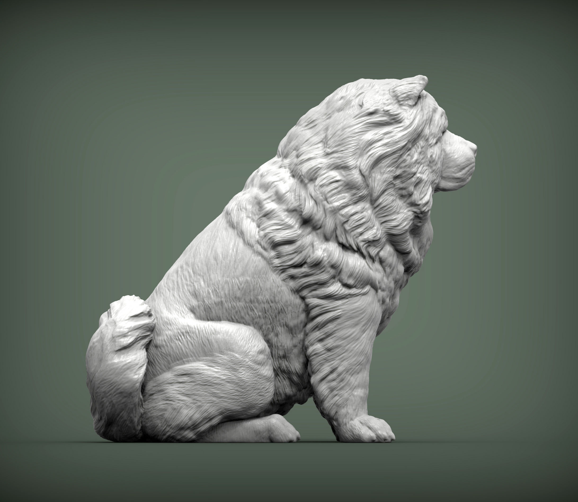 Chow chow sitting 3D print model_5