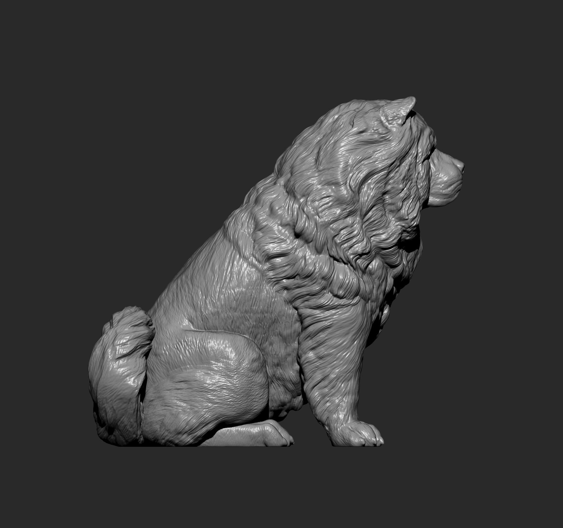 Chow chow sitting 3D print model_12