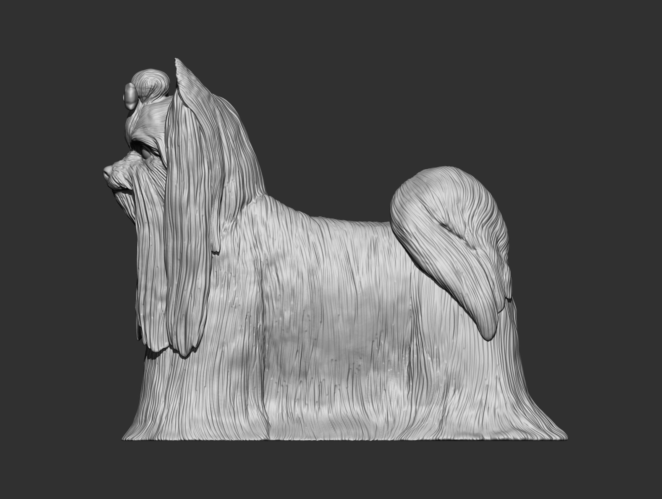 Long-haired yorkshire terrier 3D print model_12