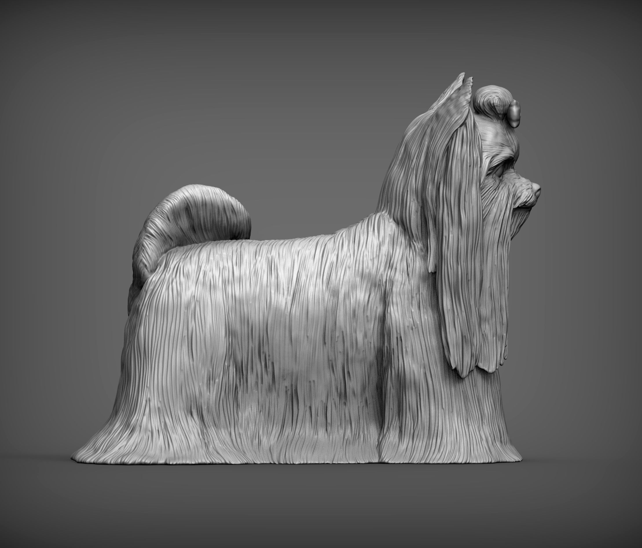 Long-haired yorkshire terrier 3D print model_6