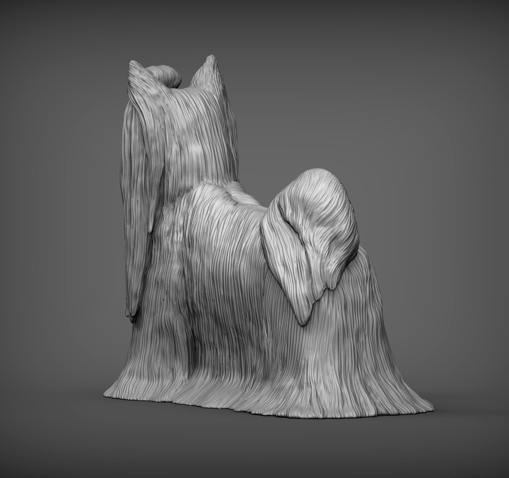 Long-haired yorkshire terrier 3D print model_5