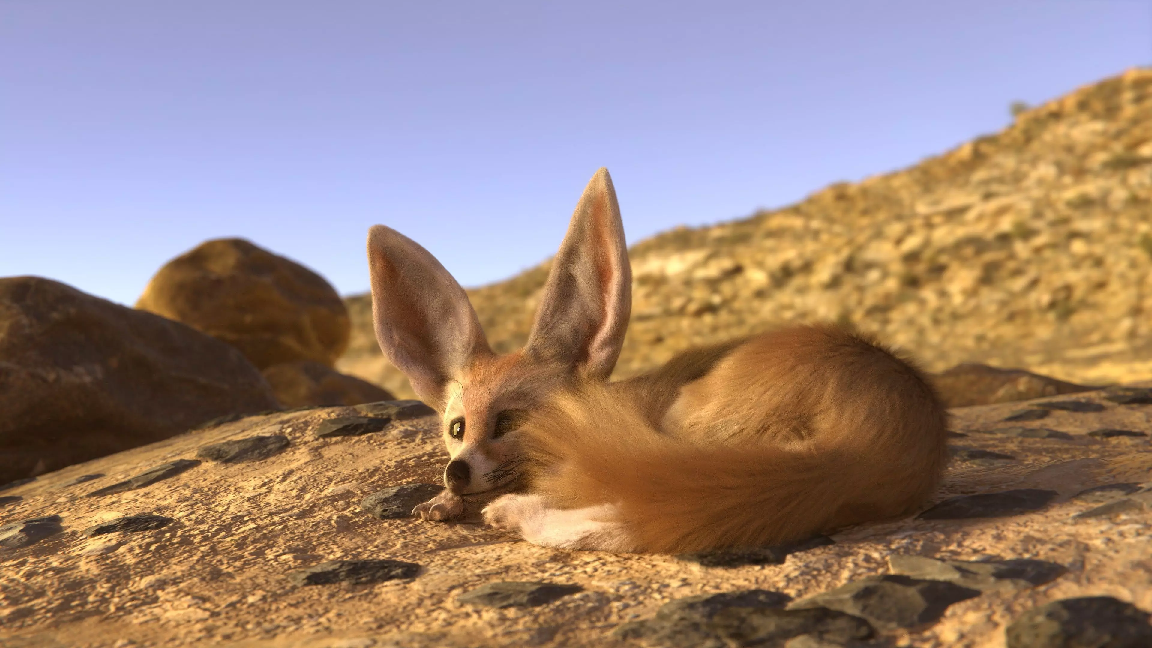 Fennec Fox Realism 3D model Low-poly 3D model_0