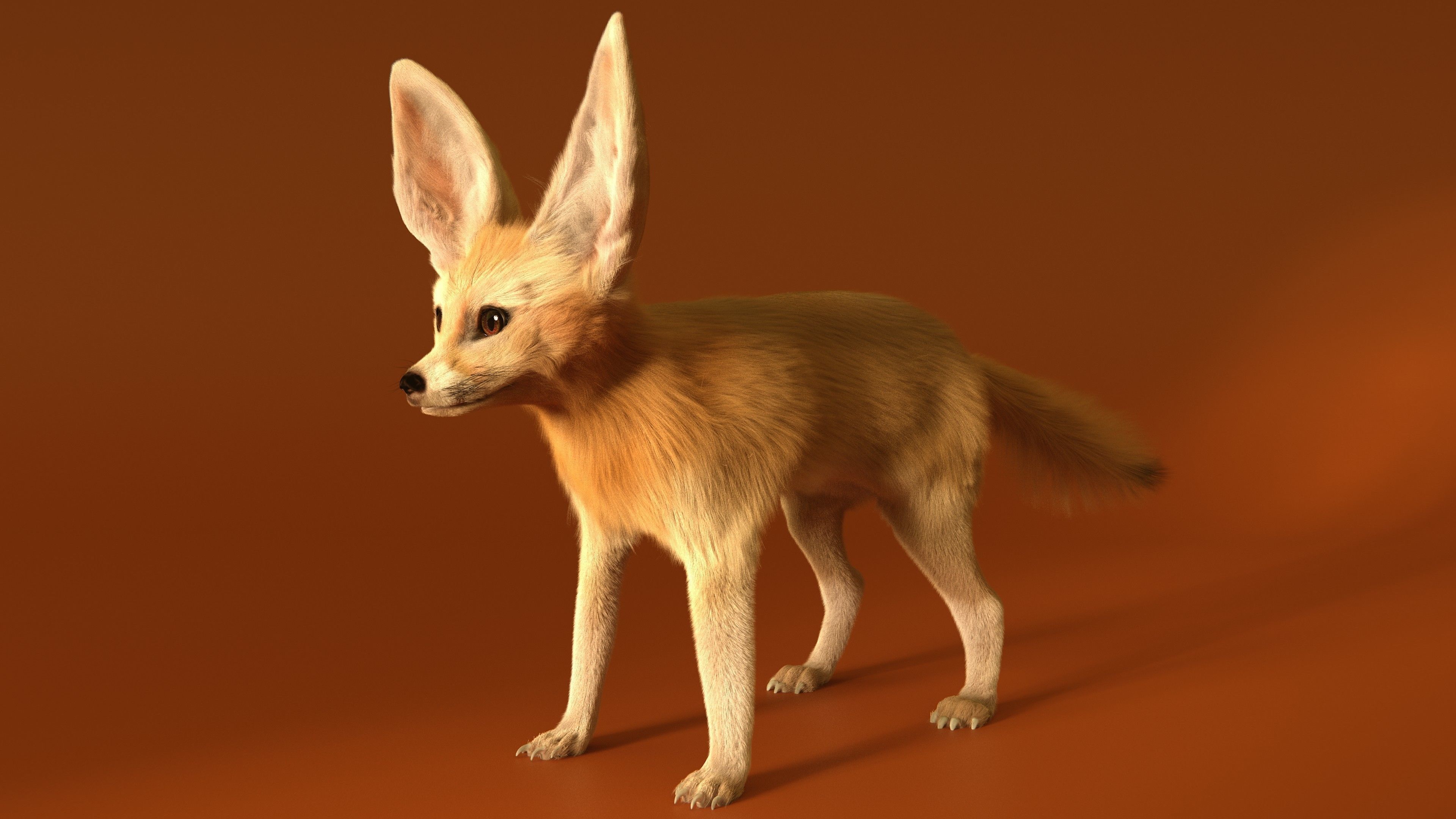 Fennec Fox Realism 3D model Low-poly 3D model_4