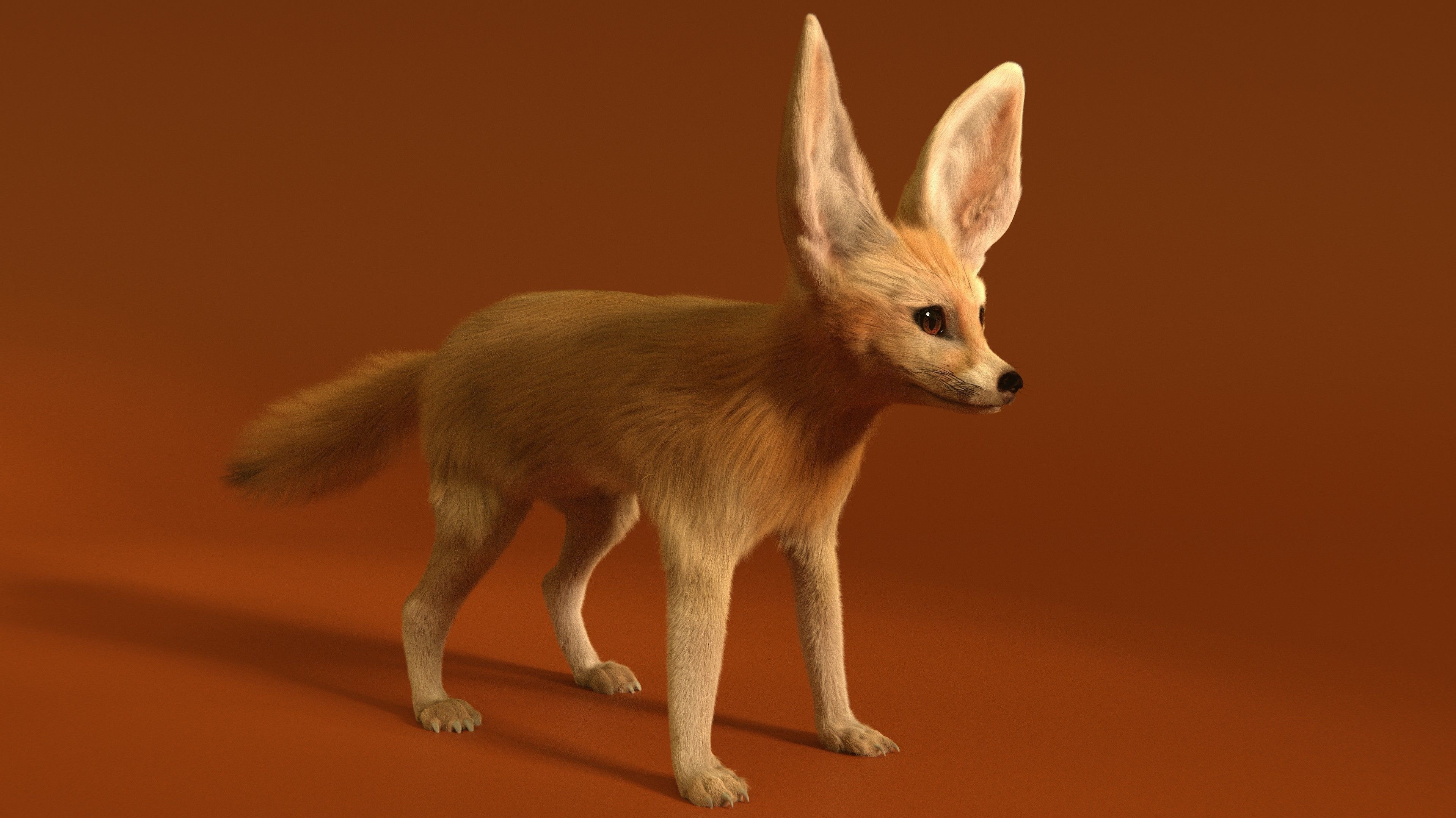 Fennec Fox Realism 3D model Low-poly 3D model_7