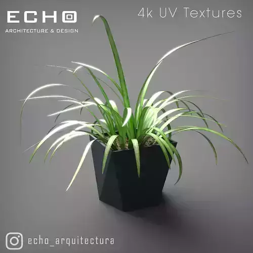 Interior Plant and Pot Chlorophytum 