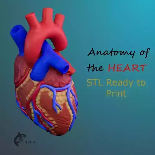 HEART ANATOMY FOR EDUCATION
