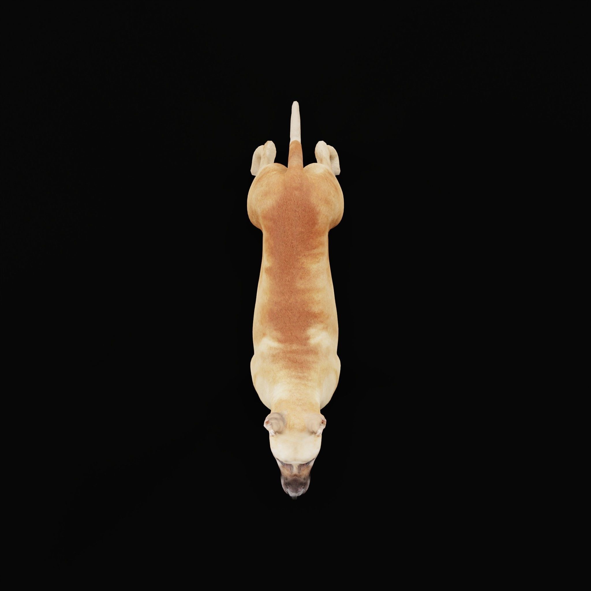 Great Dane Dog Breed  3D model_22