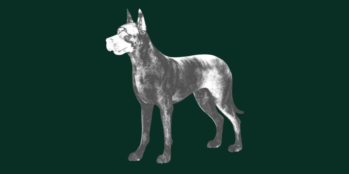 Great Dane Dog Breed  3D model_14