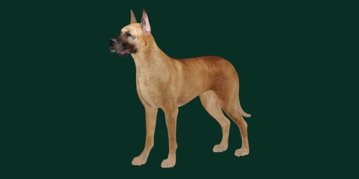 Great Dane Dog Breed  3D model_12