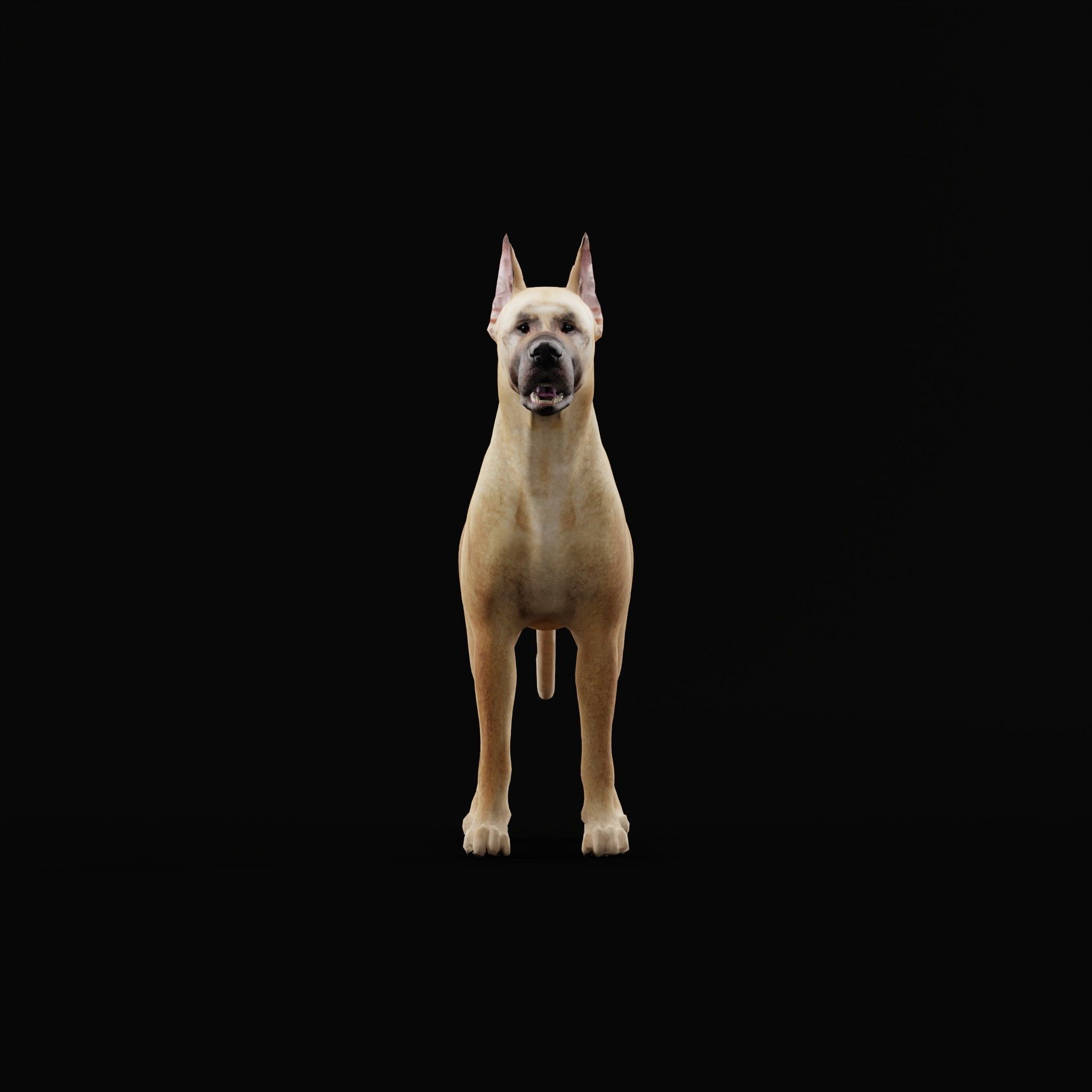 Great Dane Dog Breed  3D model_20