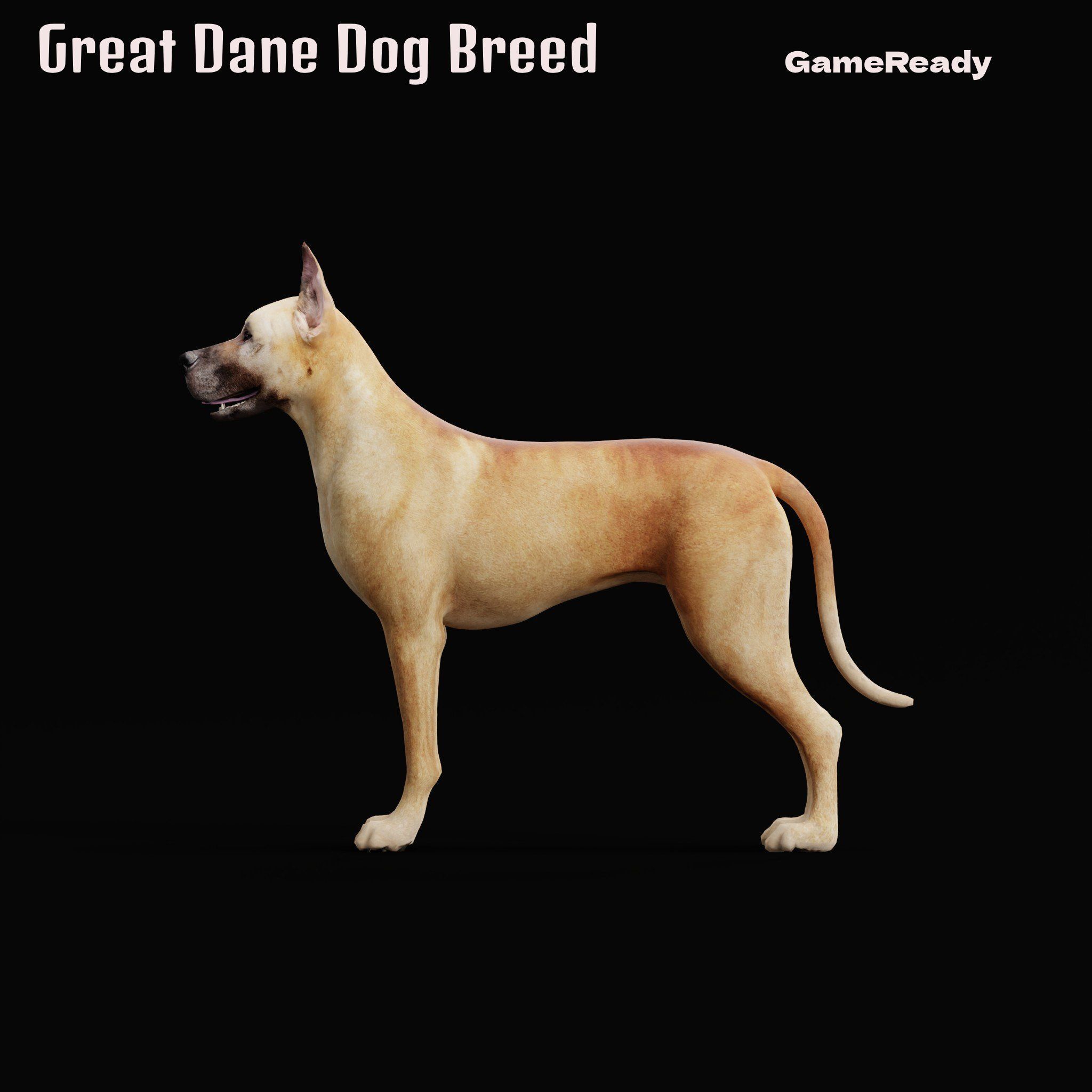 Great Dane Dog Breed  3D model_21