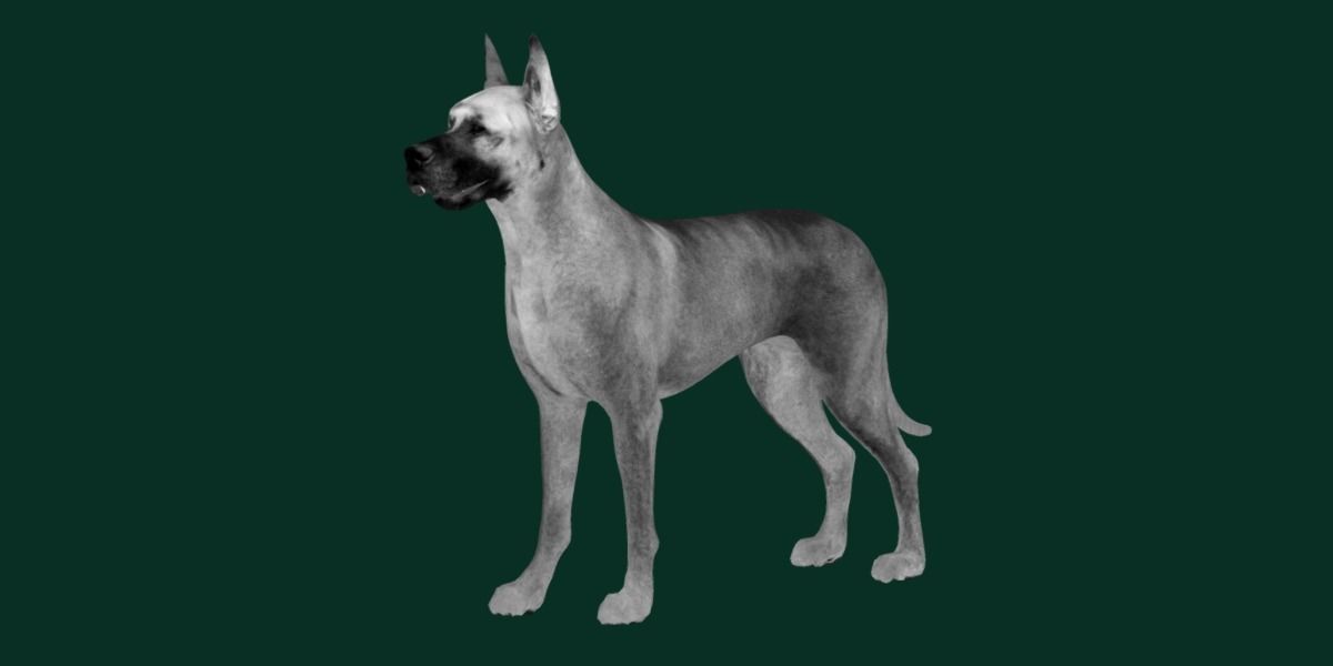 Great Dane Dog Breed  3D model_15