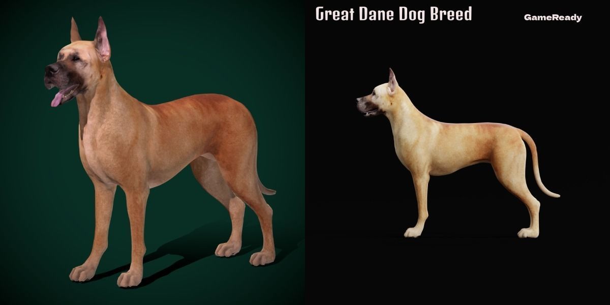 Great Dane Dog Breed  3D model_2