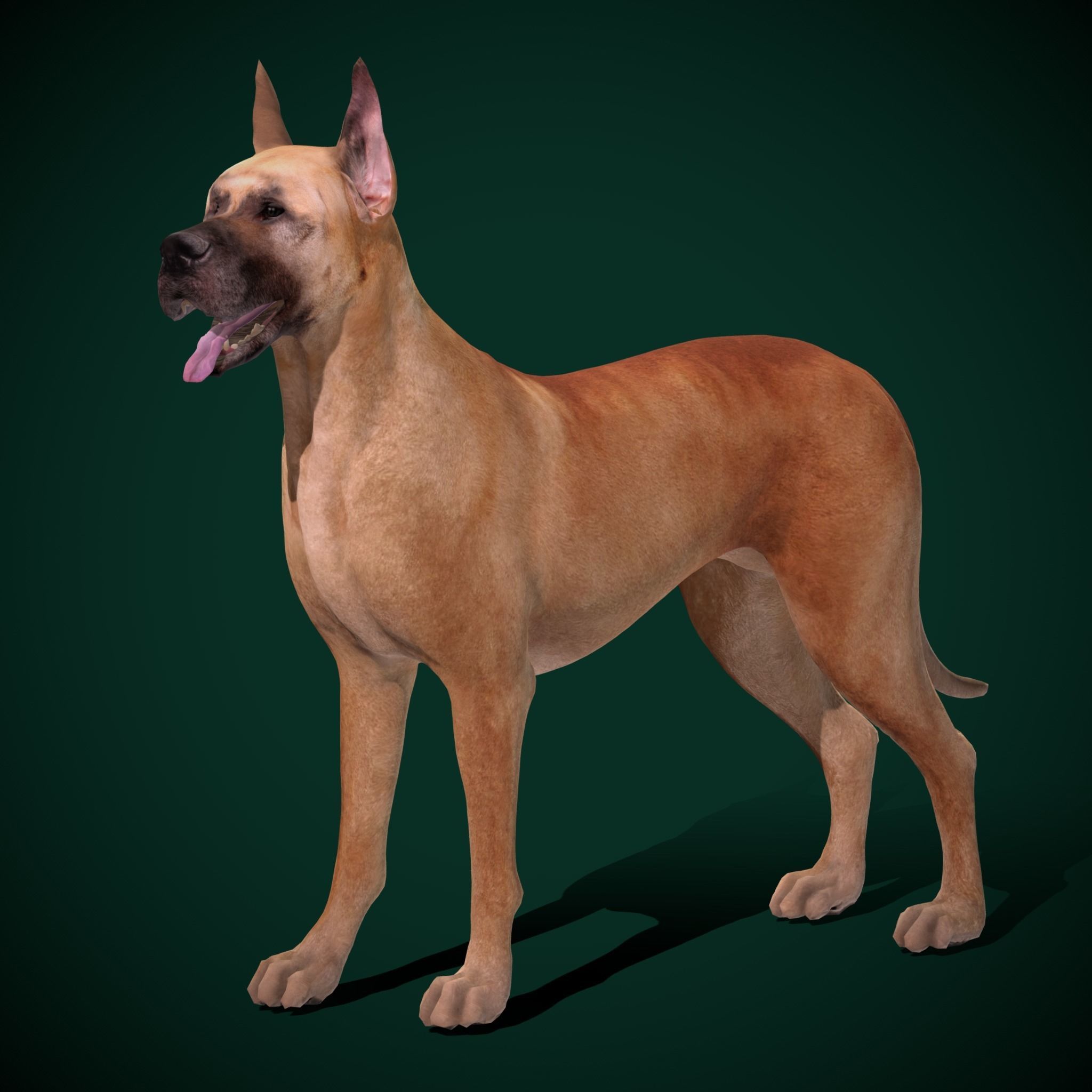 Great Dane Dog Breed  3D model_9