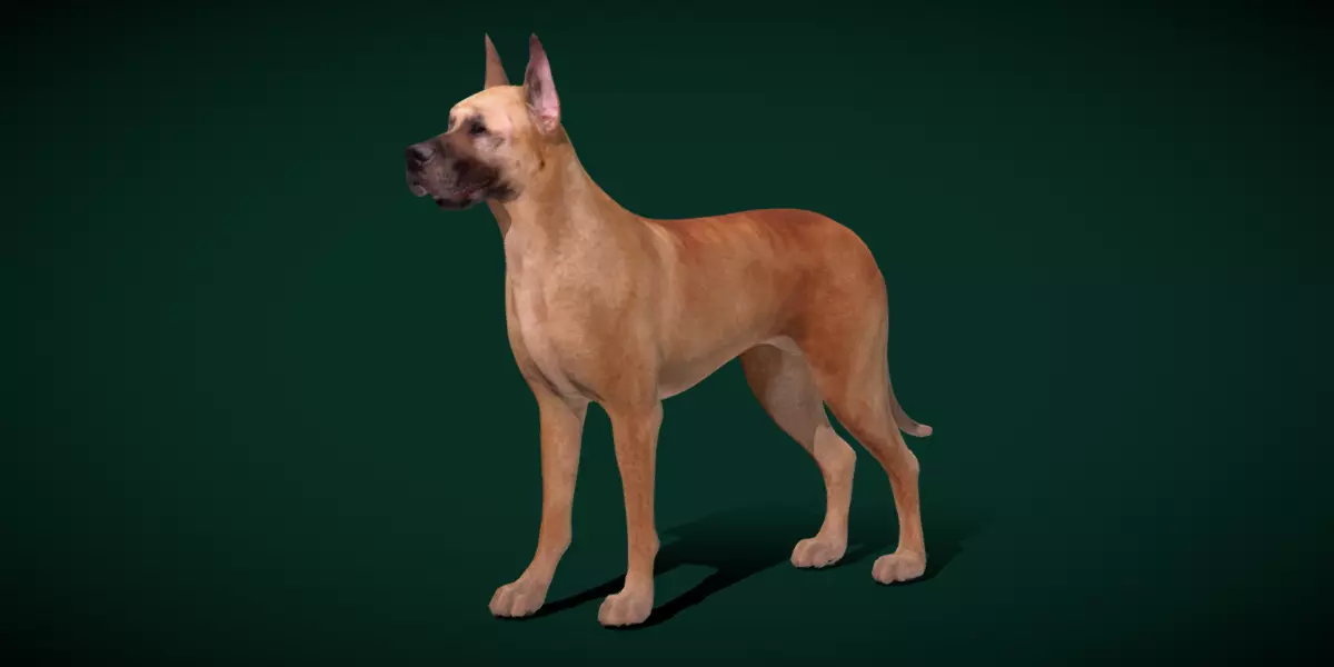 Great Dane Dog Breed  3D model_0
