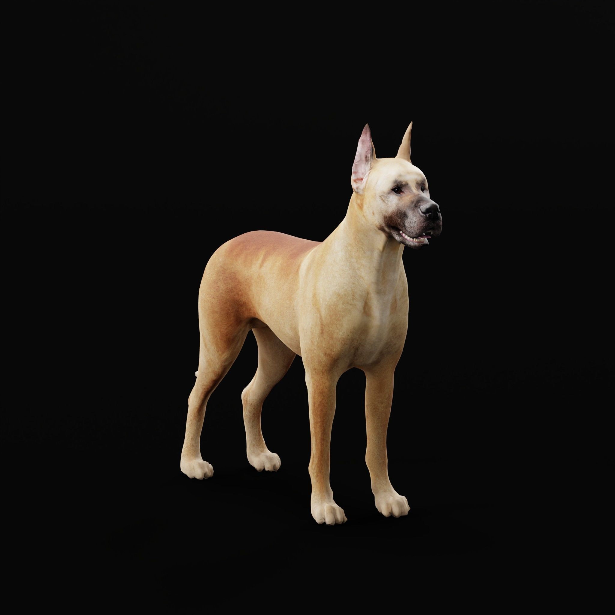 Great Dane Dog Breed  3D model_19